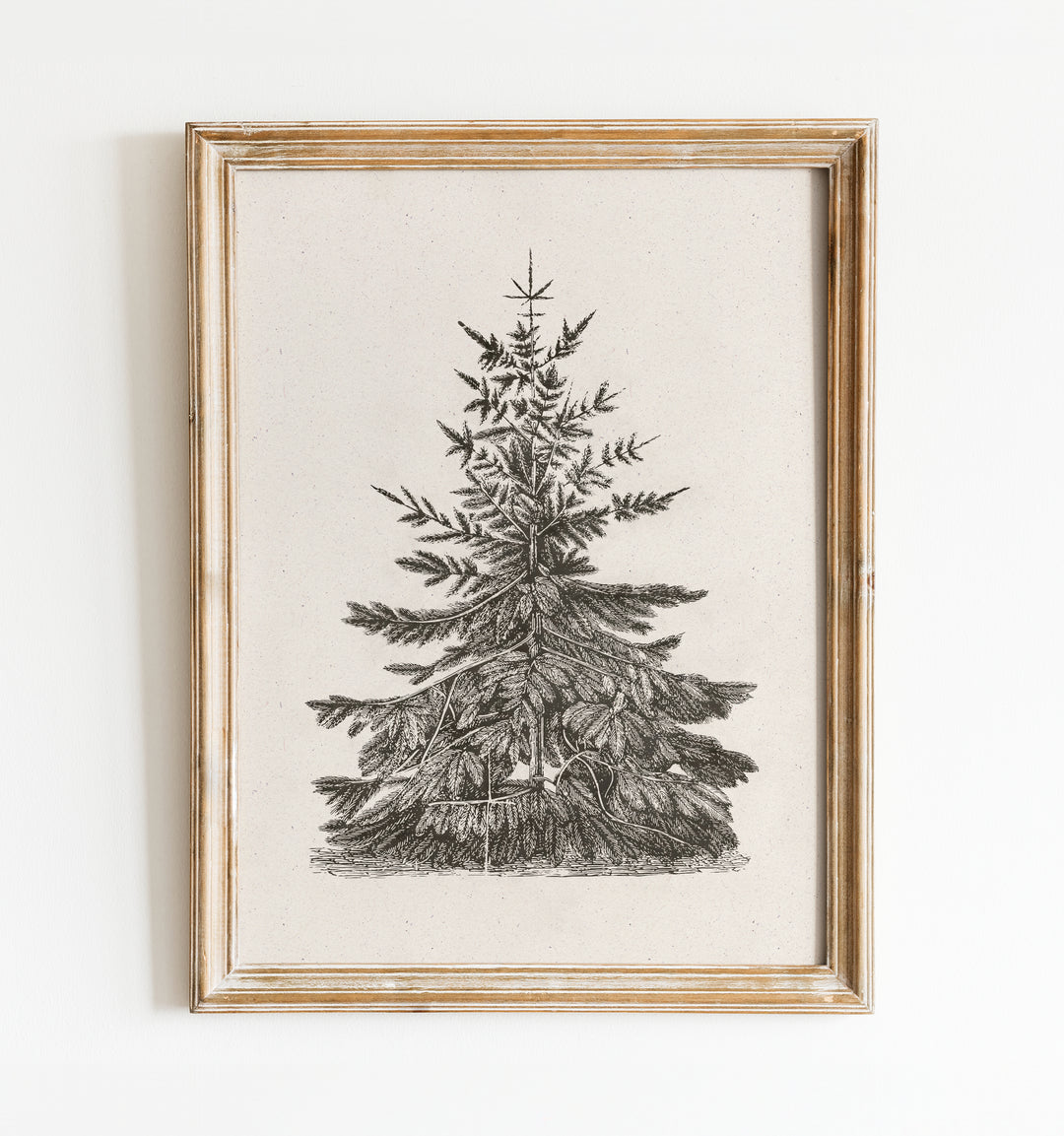 Old Pine Art Print