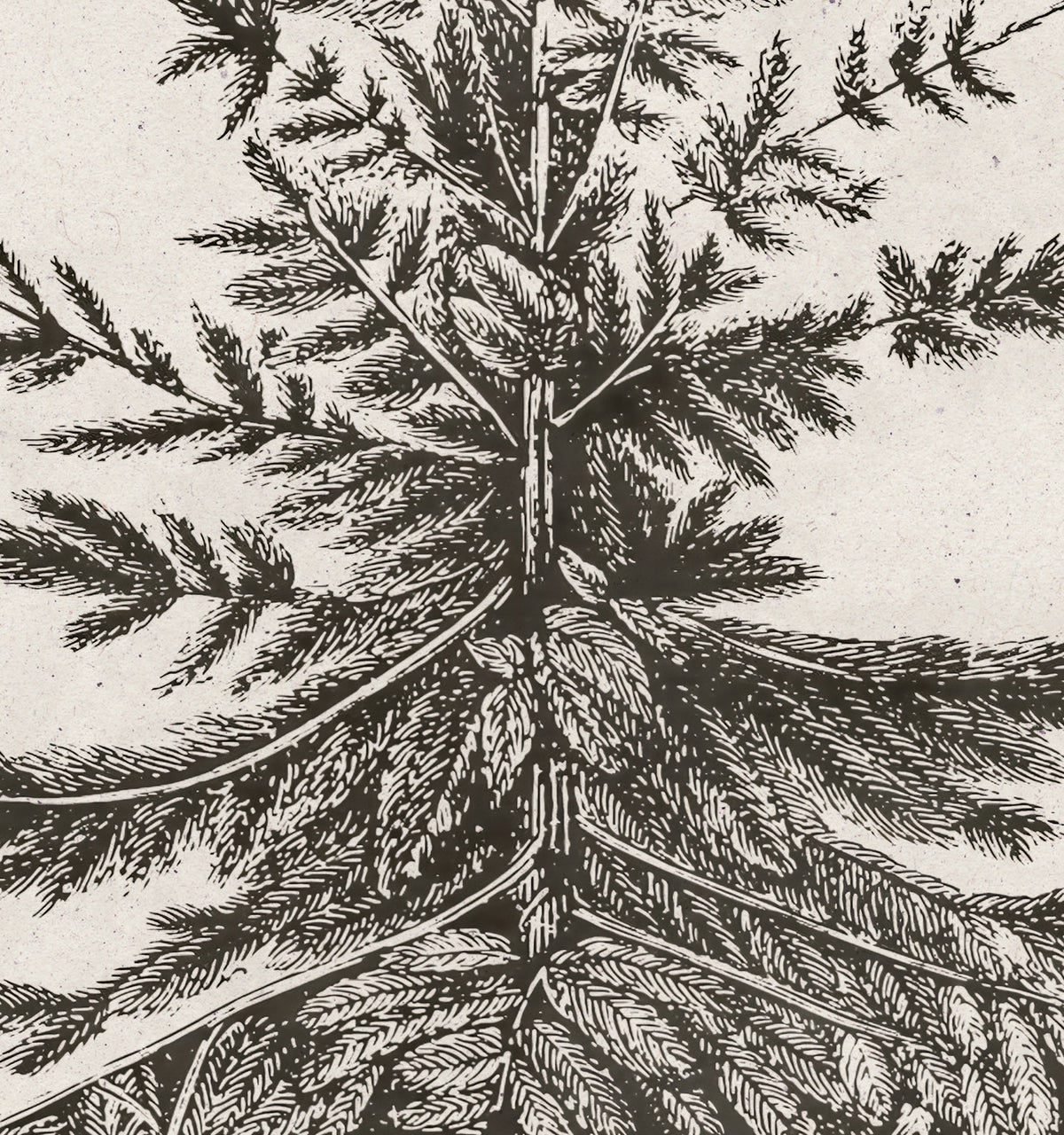 Old Pine Art Print