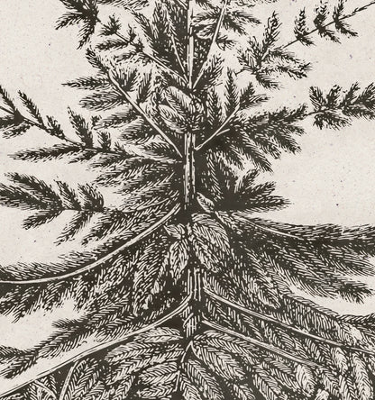 Old Pine Art Print
