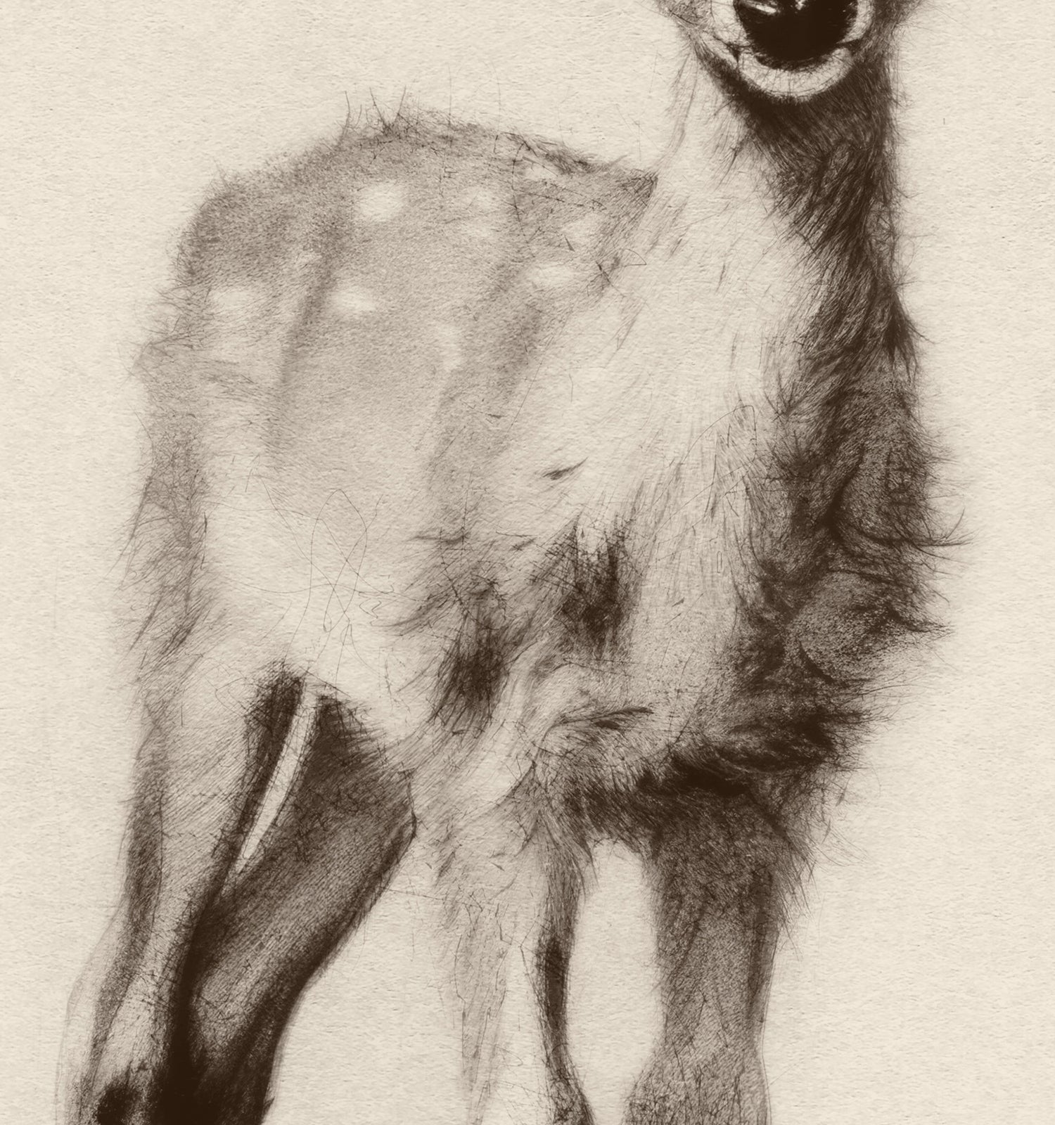 Sketchbook Animals Collection