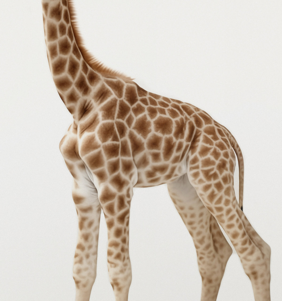Studio Giraffe Art Print
