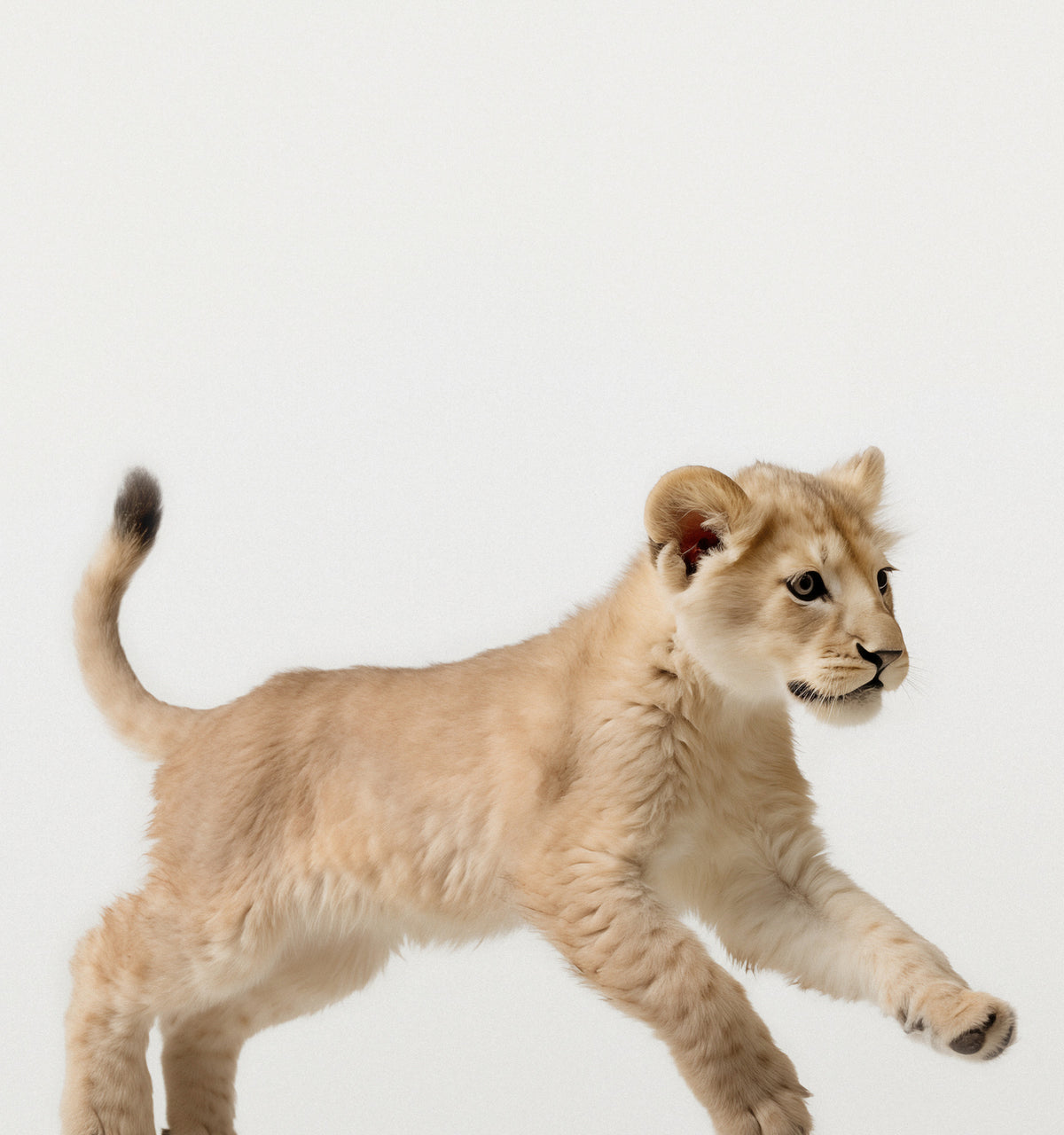 Studio Lion Art Print