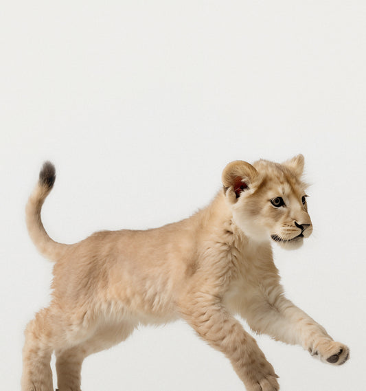 Studio Lion Art Print