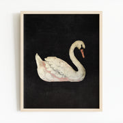 White Swan