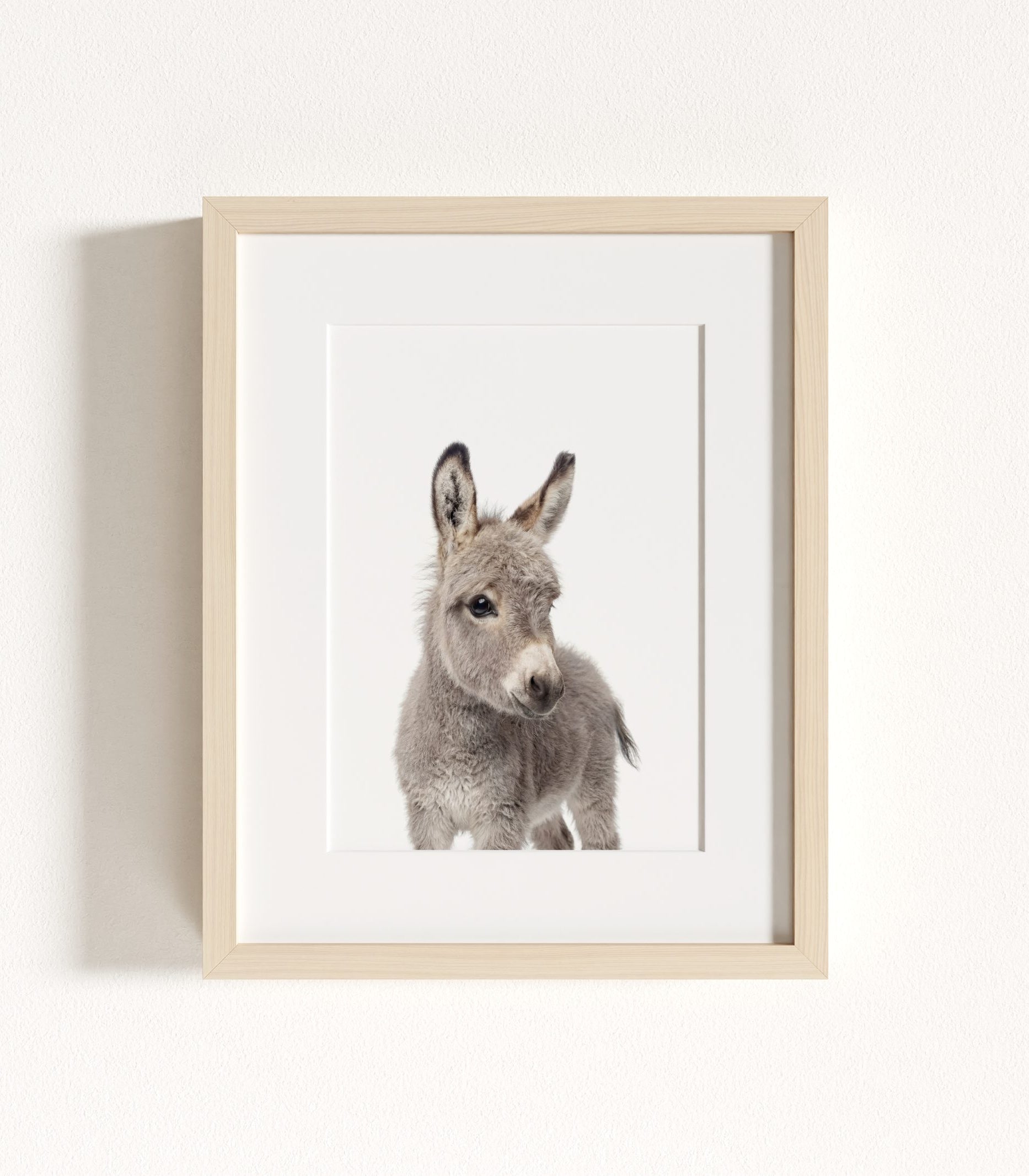 The Baby Animals 2026 Collection