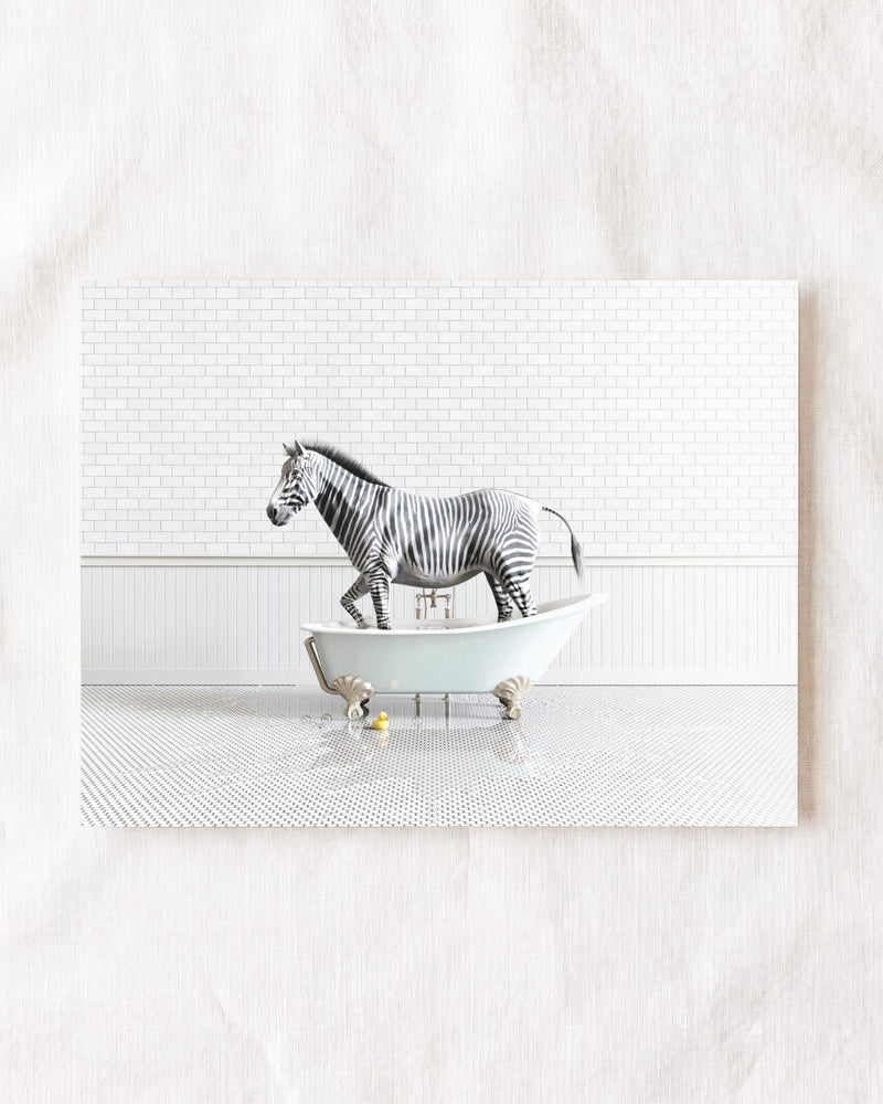 Zebra