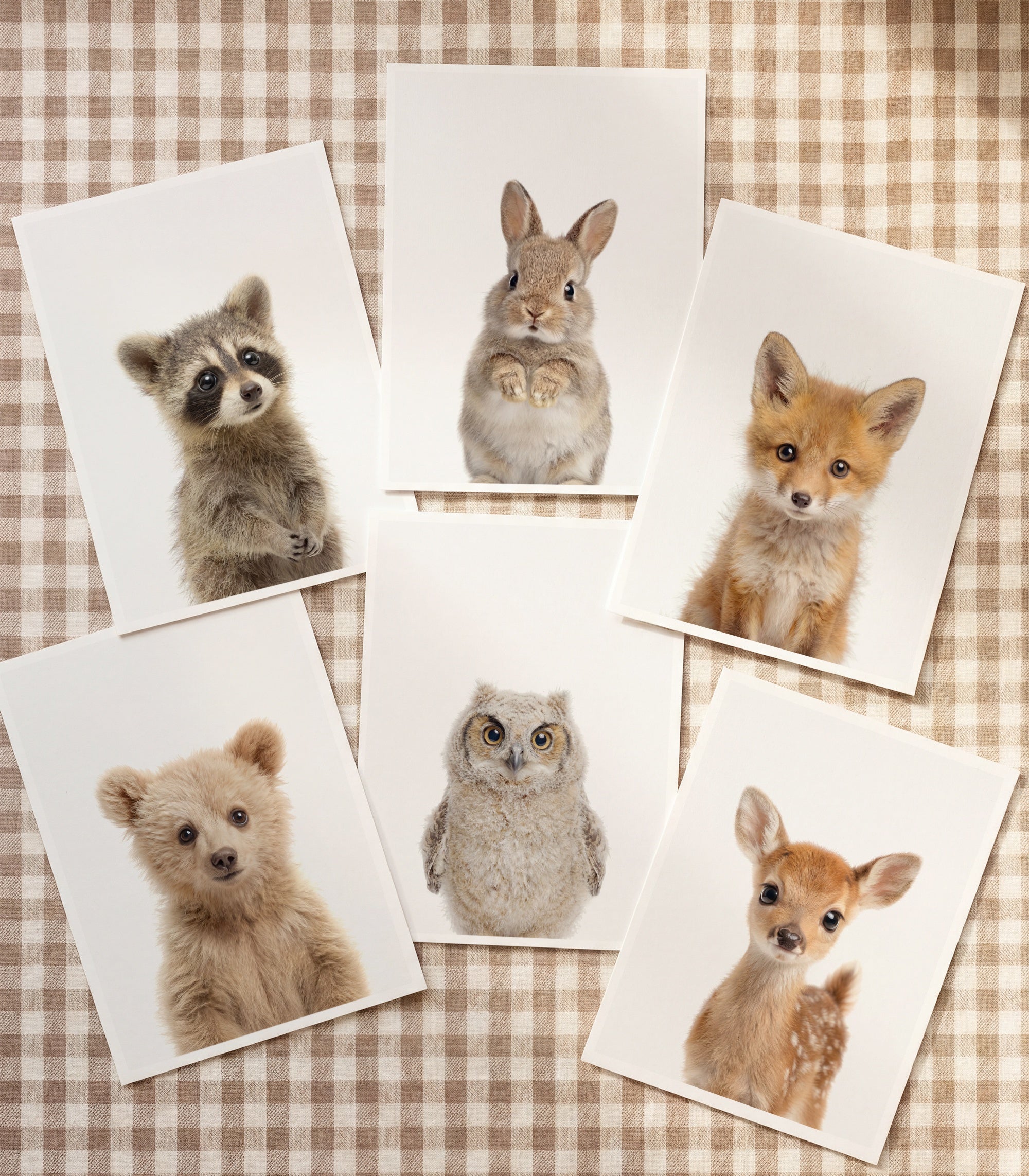 Baby Animal Art - Curated Sets of 6