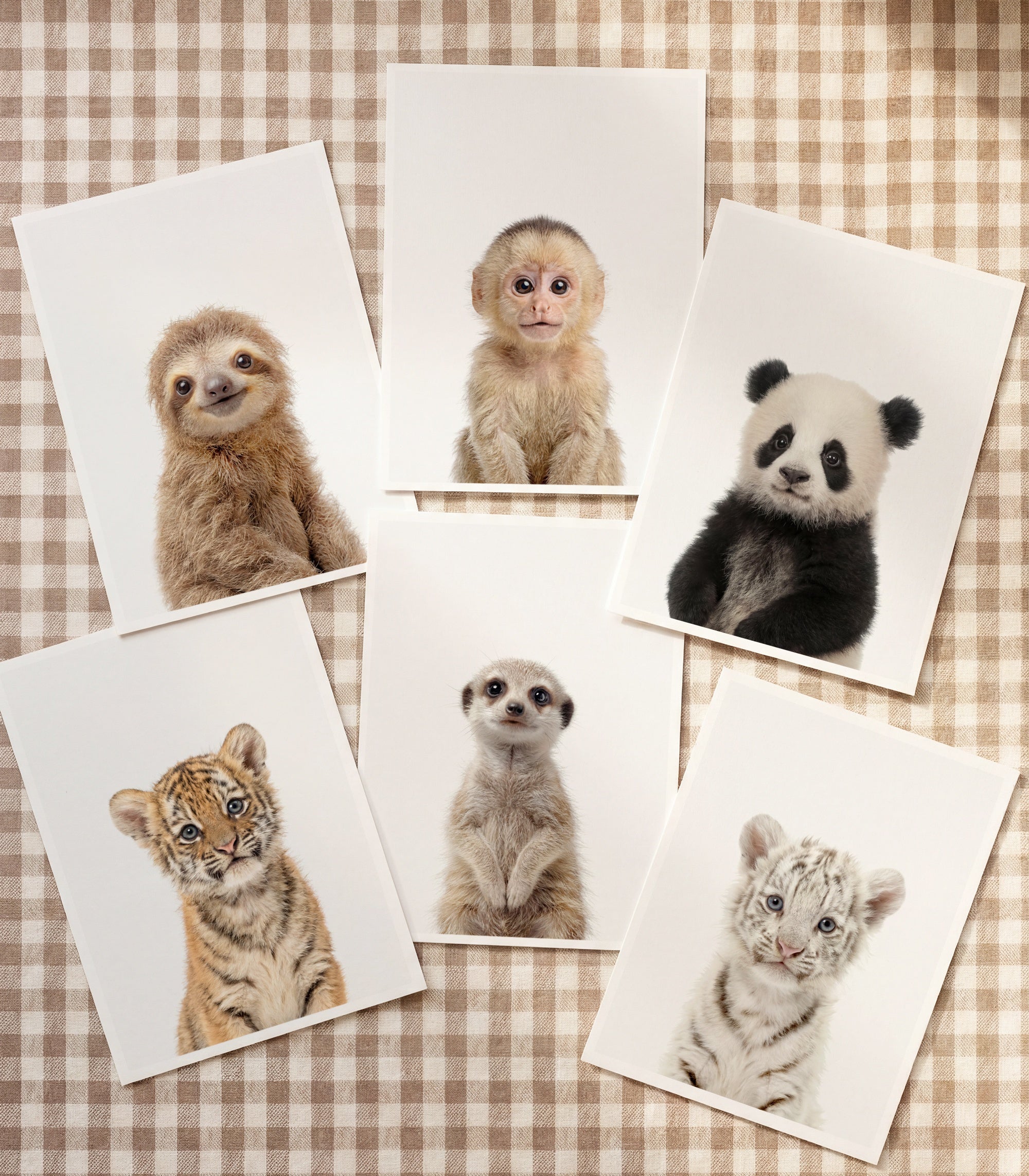 Baby Animal Art - Curated Sets of 6