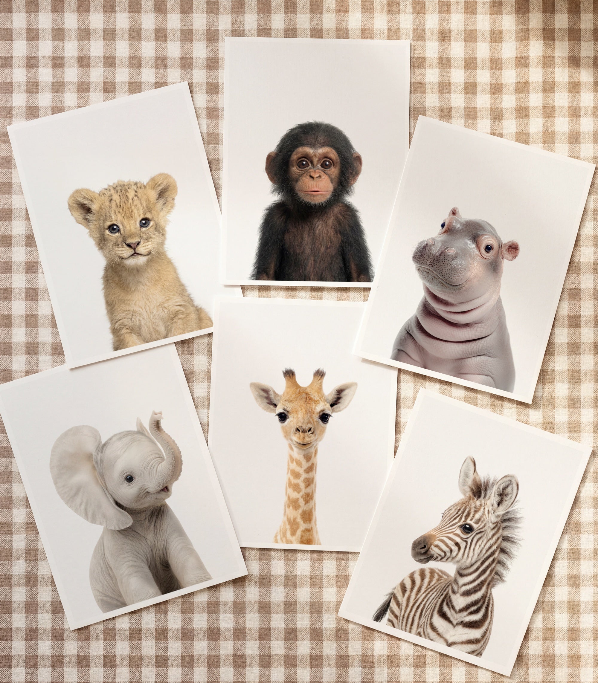 Baby Animal Art - Curated Sets of 6