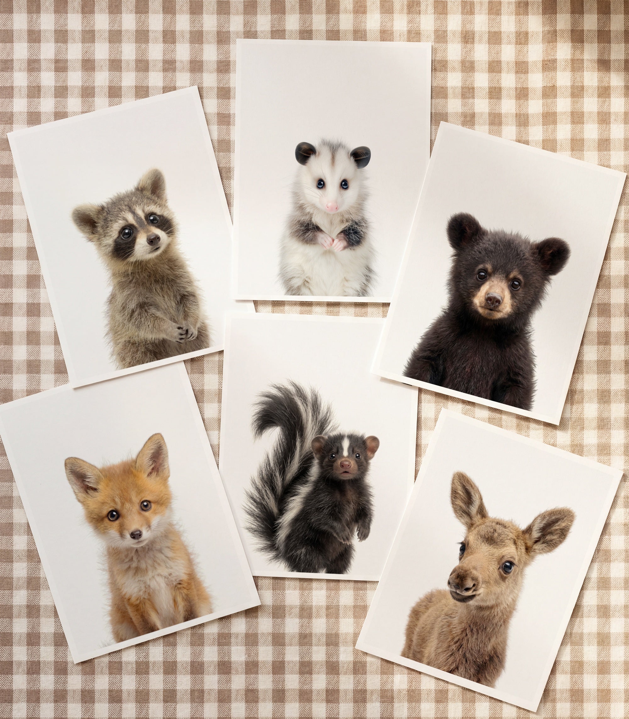 Baby Animal Art - Curated Sets of 6