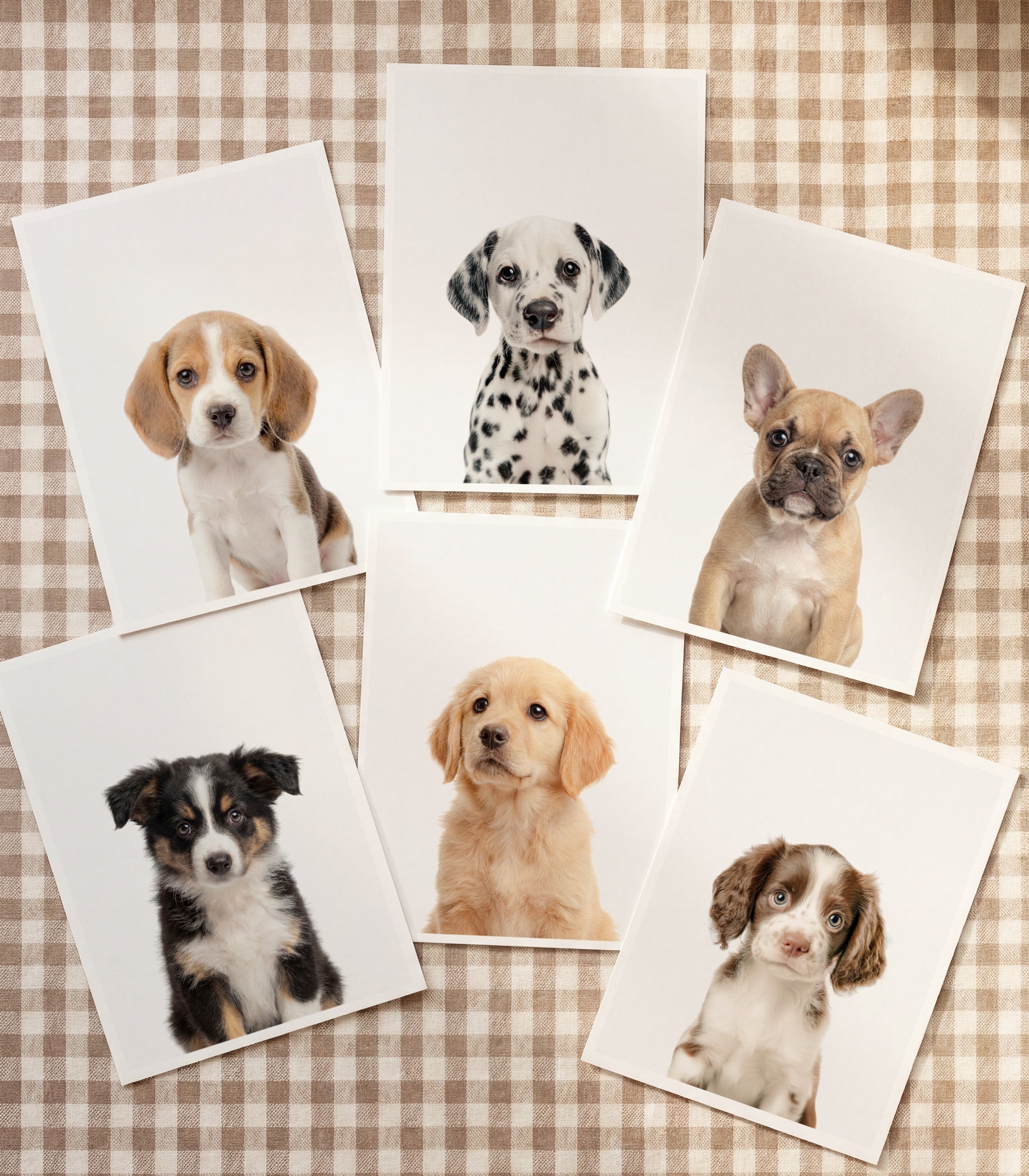 Baby Animal Art - Curated Sets of 6