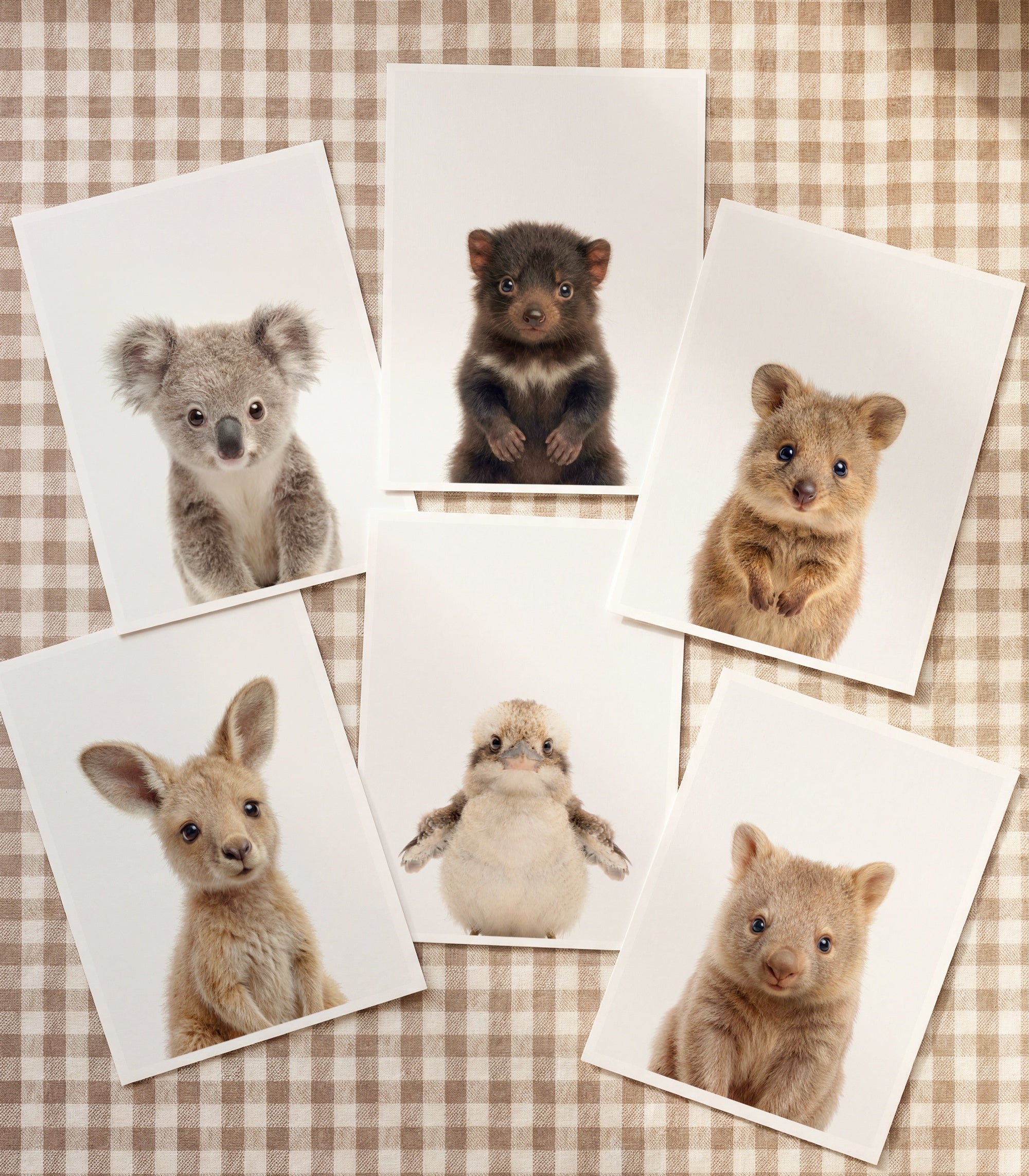 Baby Animal Art - Curated Sets of 6