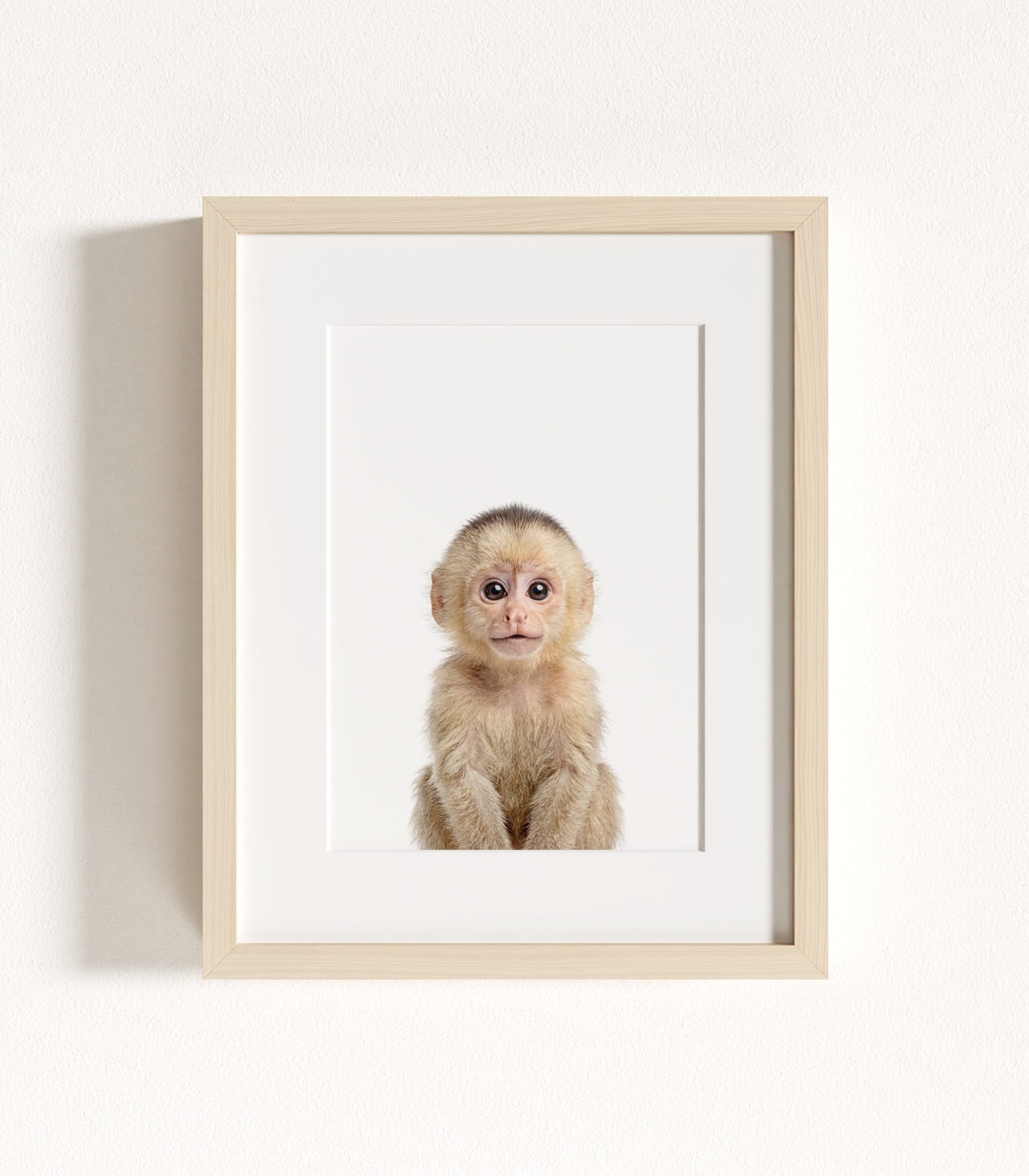 The Baby Animals 2026 Collection