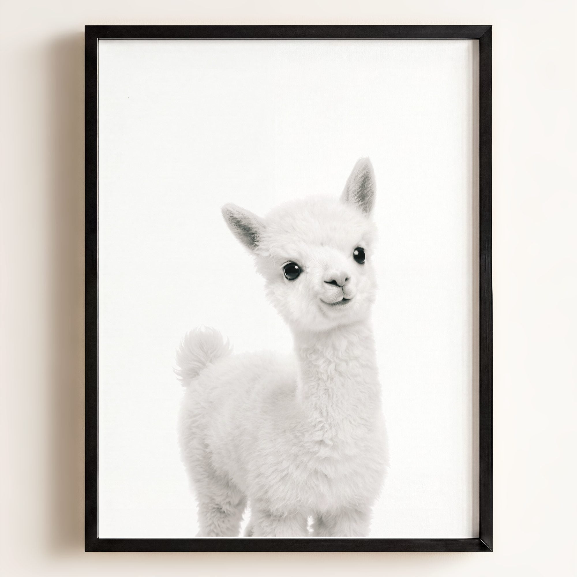 Baby Alpaca
