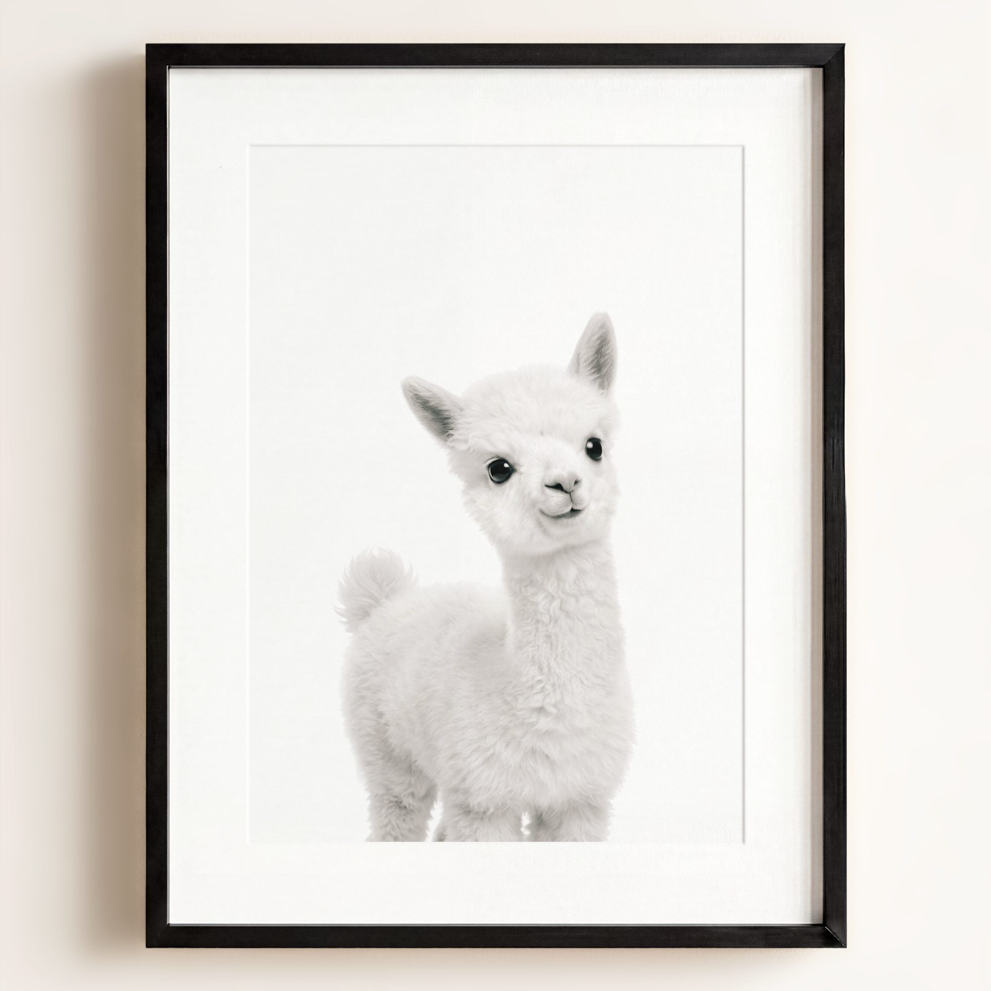 Baby Alpaca
