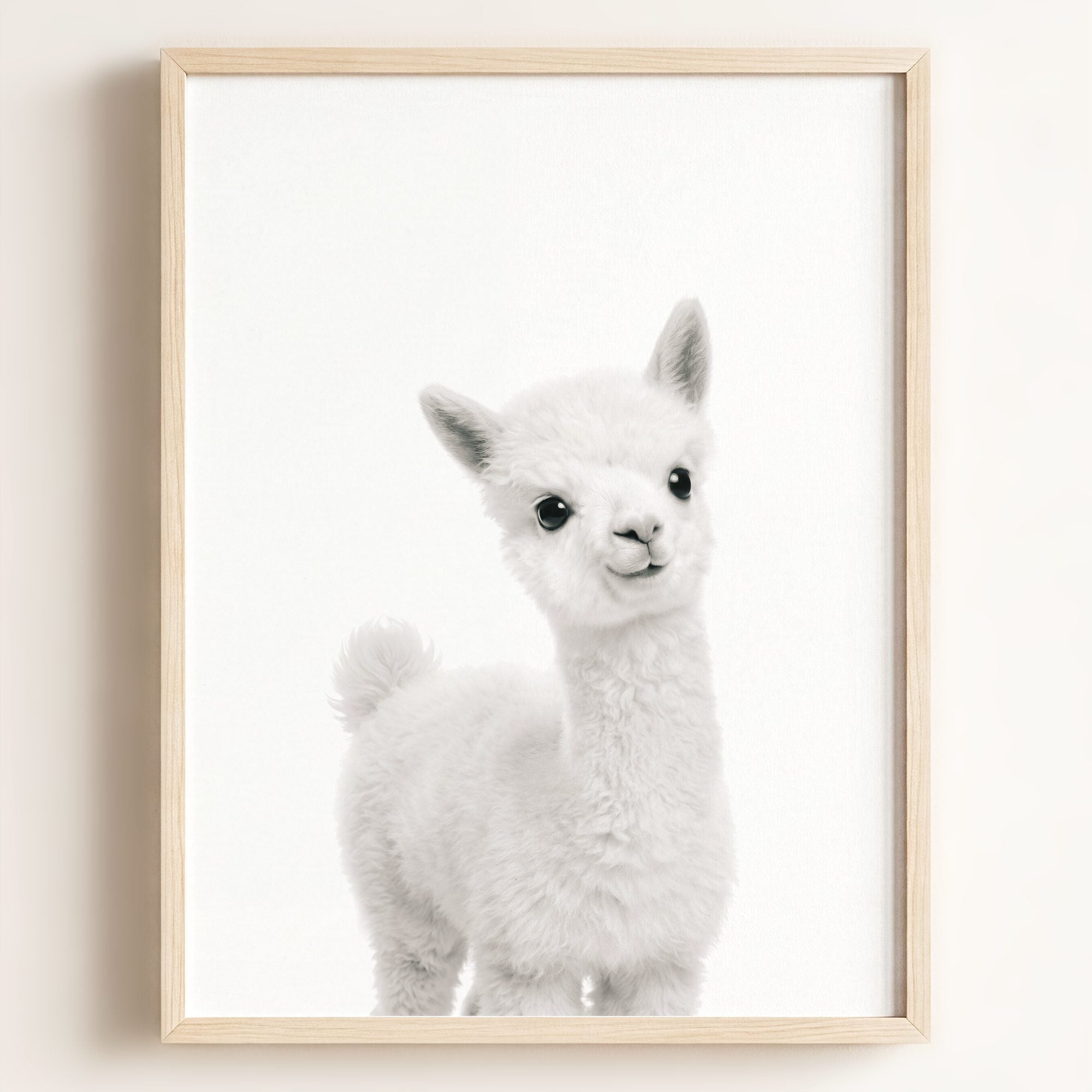 Baby Alpaca