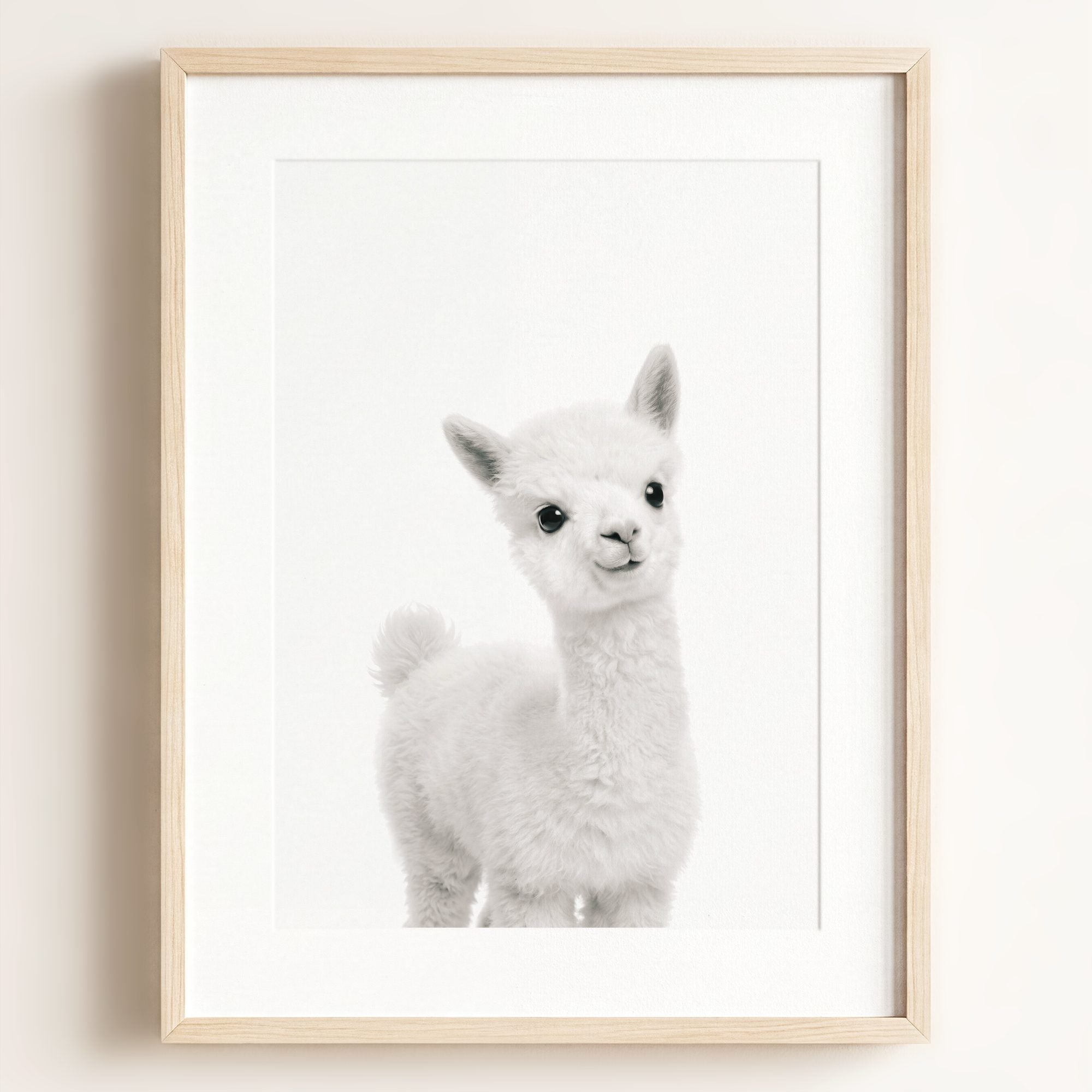 Baby Alpaca