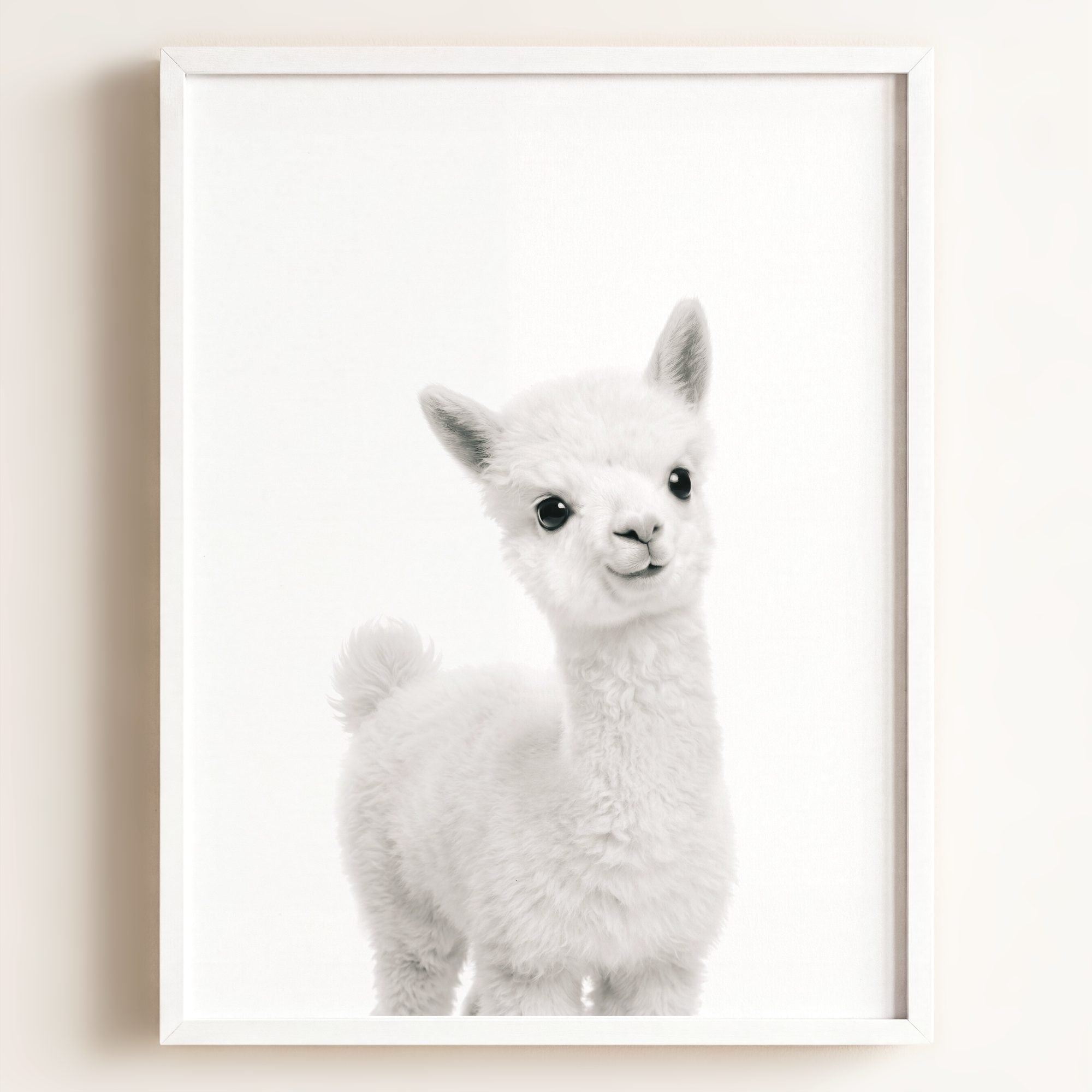 Baby Alpaca