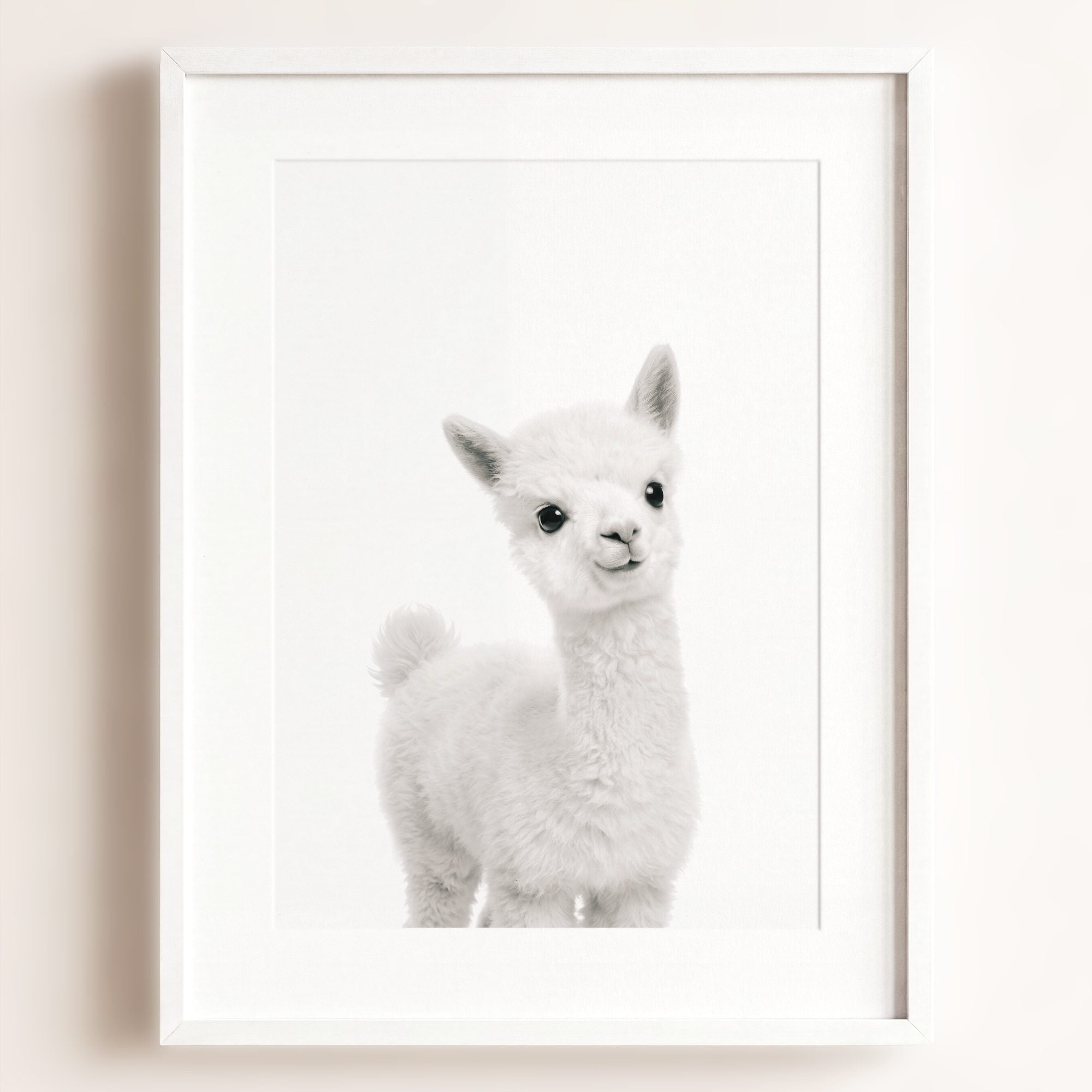 Baby Alpaca