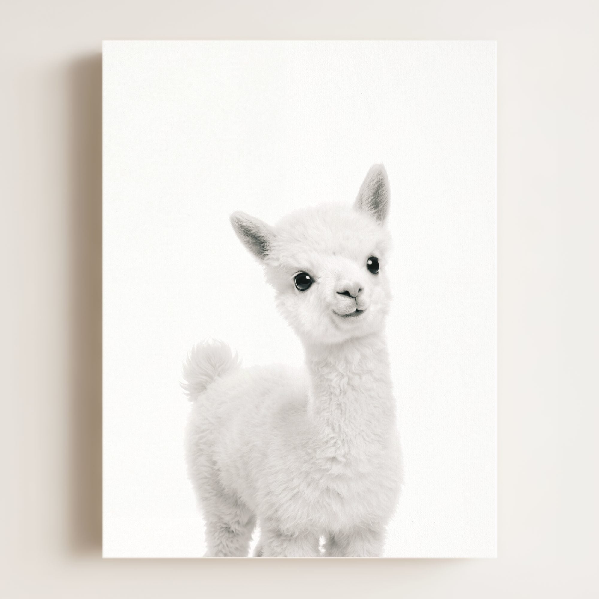 Baby Alpaca