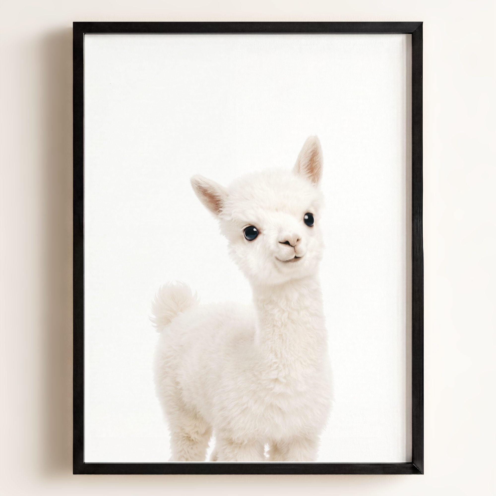 Baby Alpaca