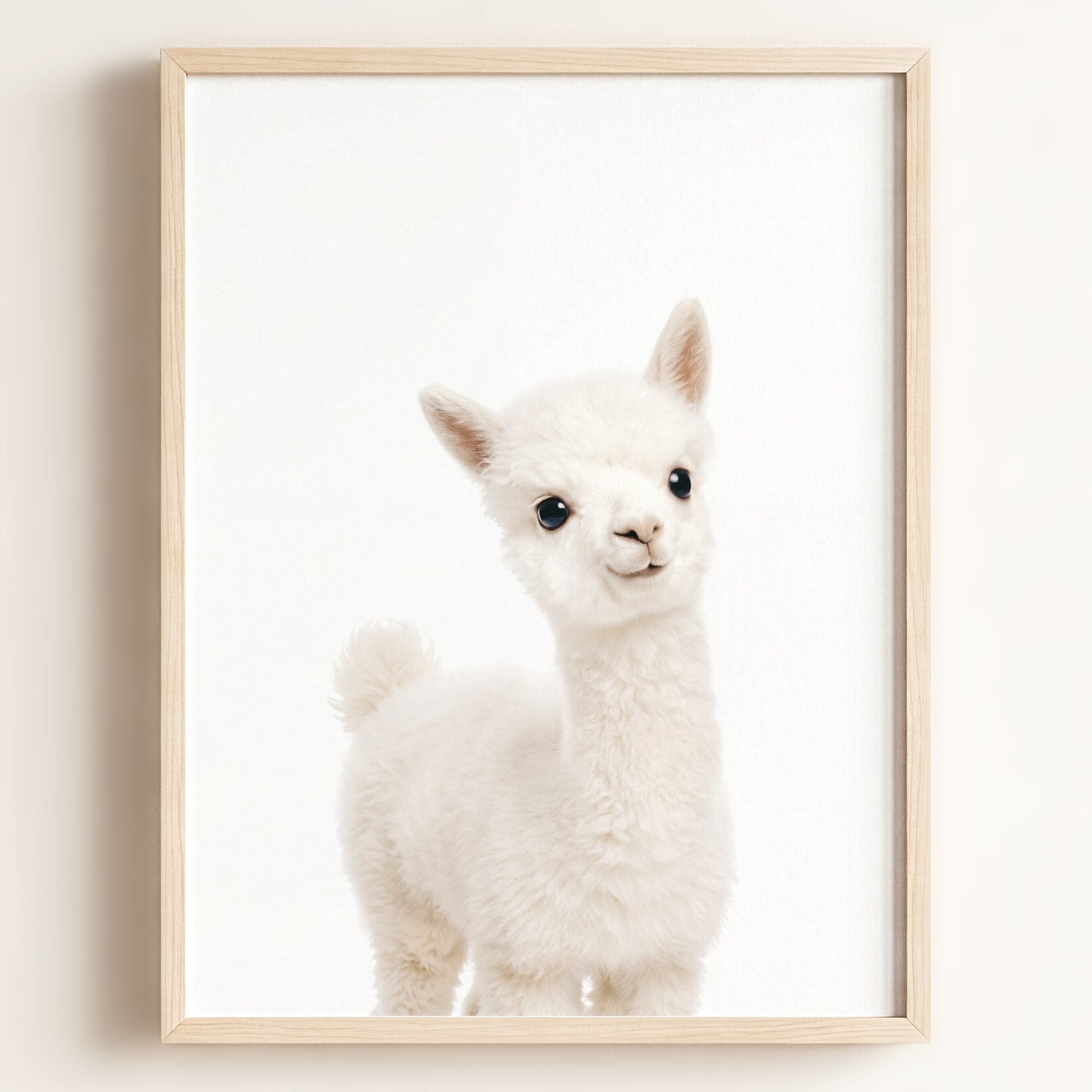 Baby Alpaca