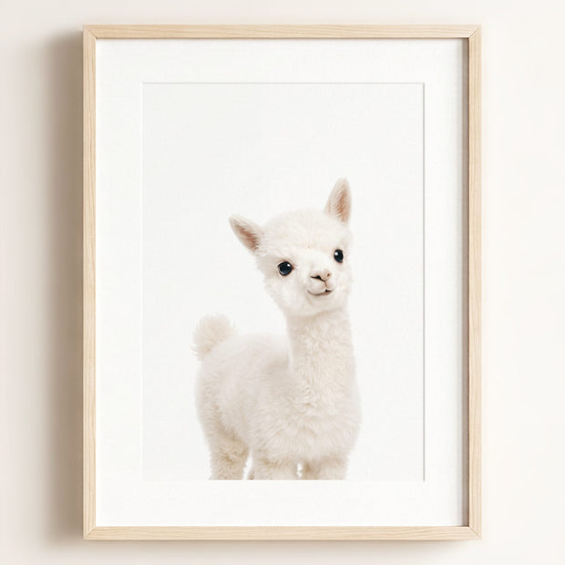 Baby Alpaca