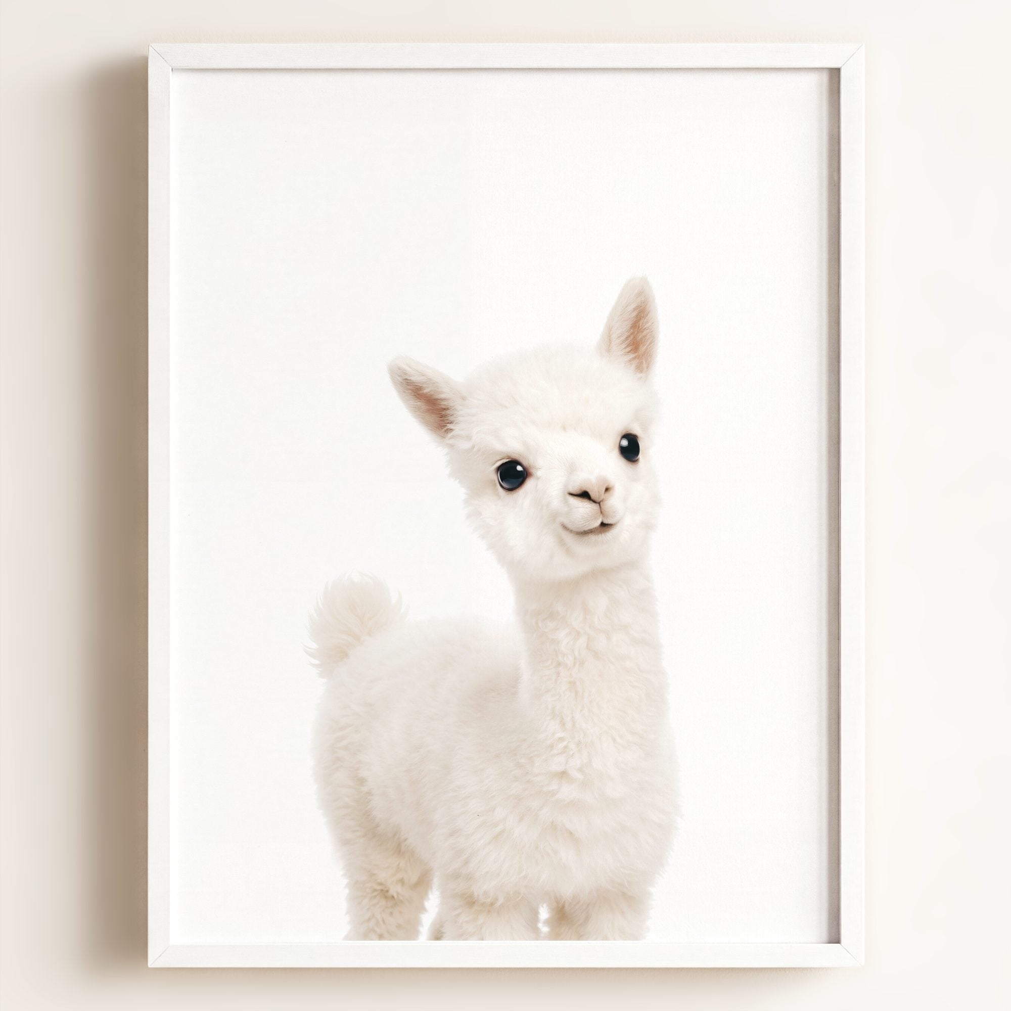 Baby Alpaca