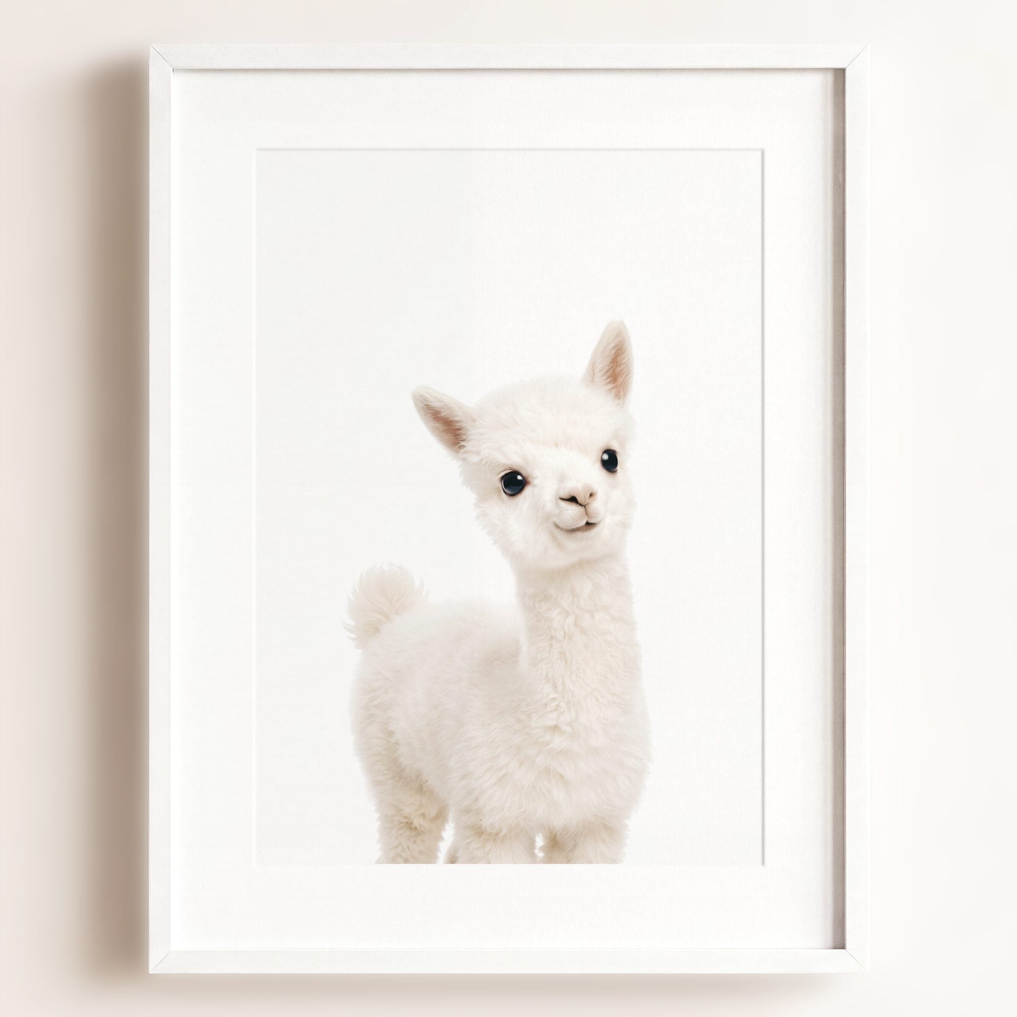 Baby Alpaca