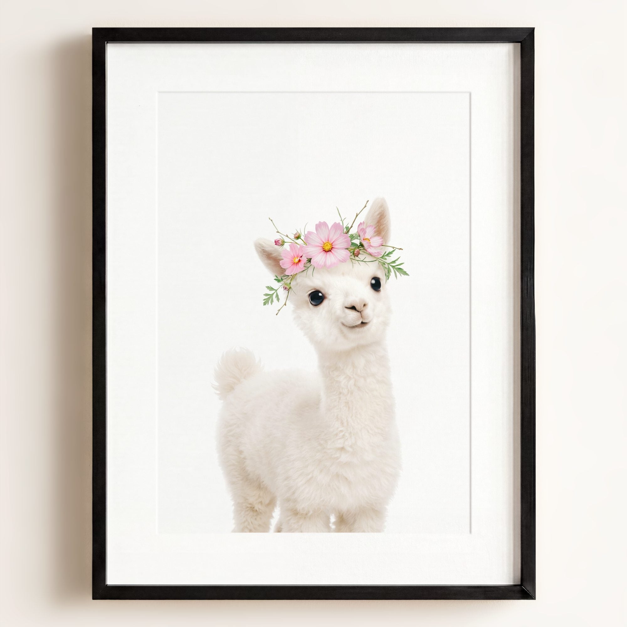 Baby Alpaca