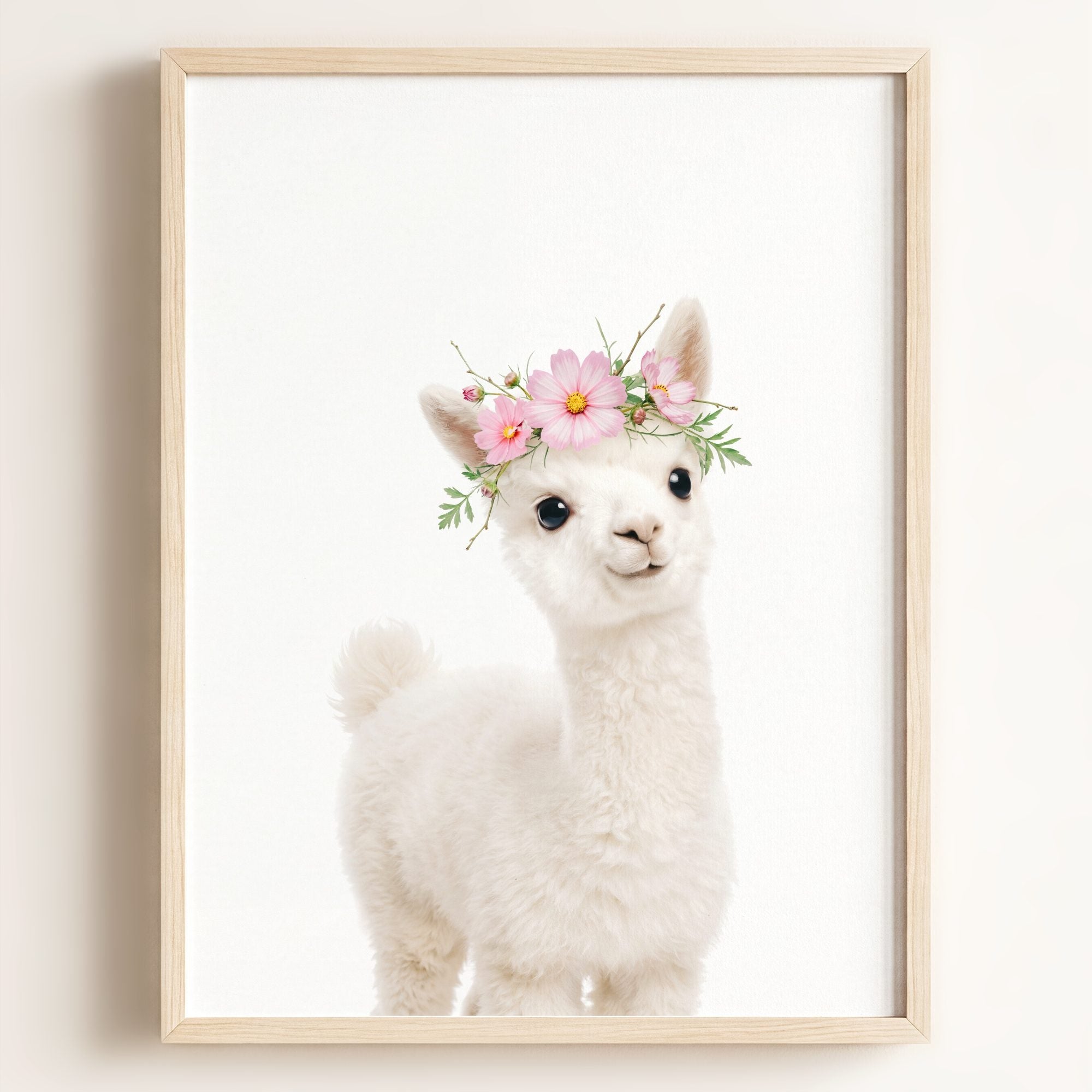 Baby Alpaca