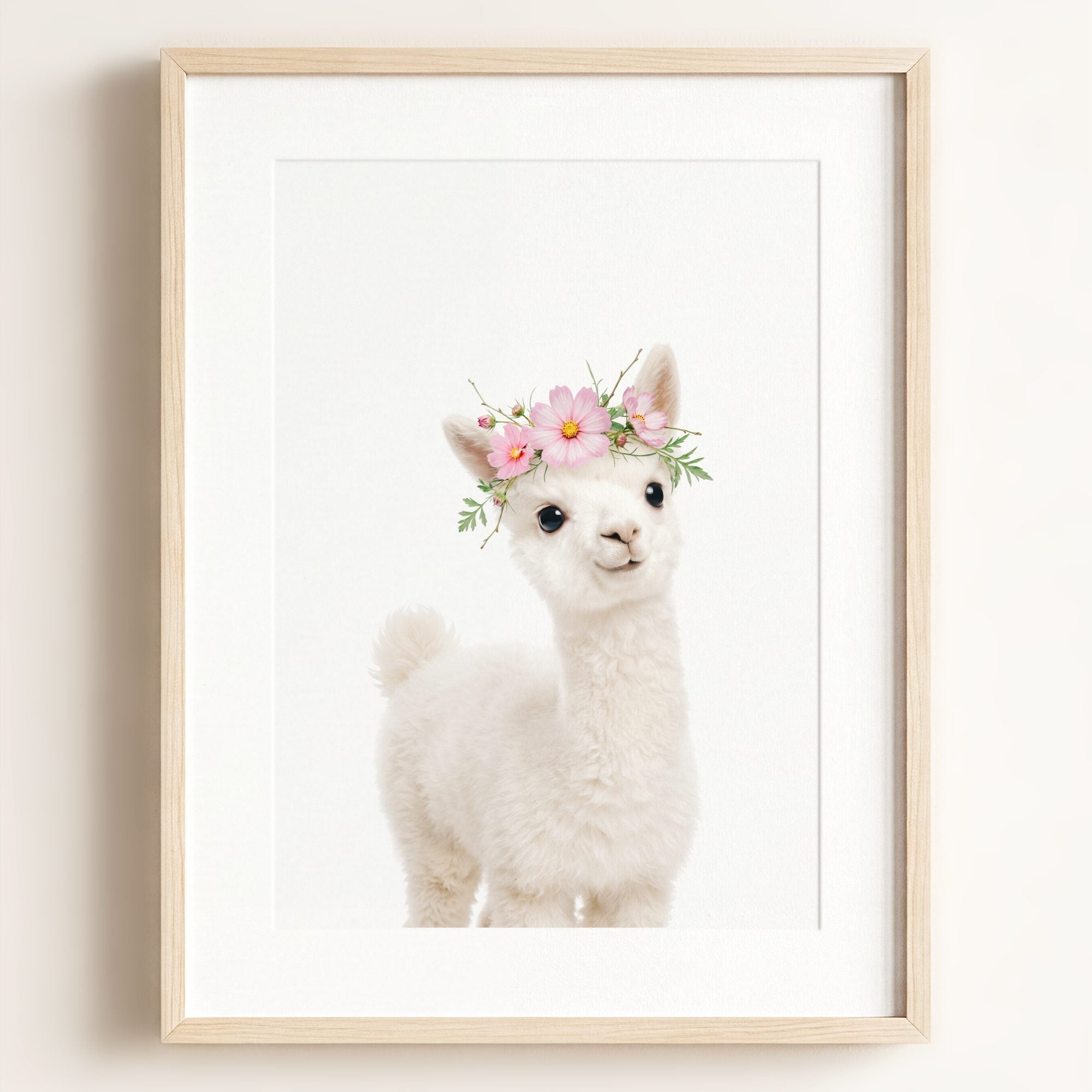 Baby Alpaca