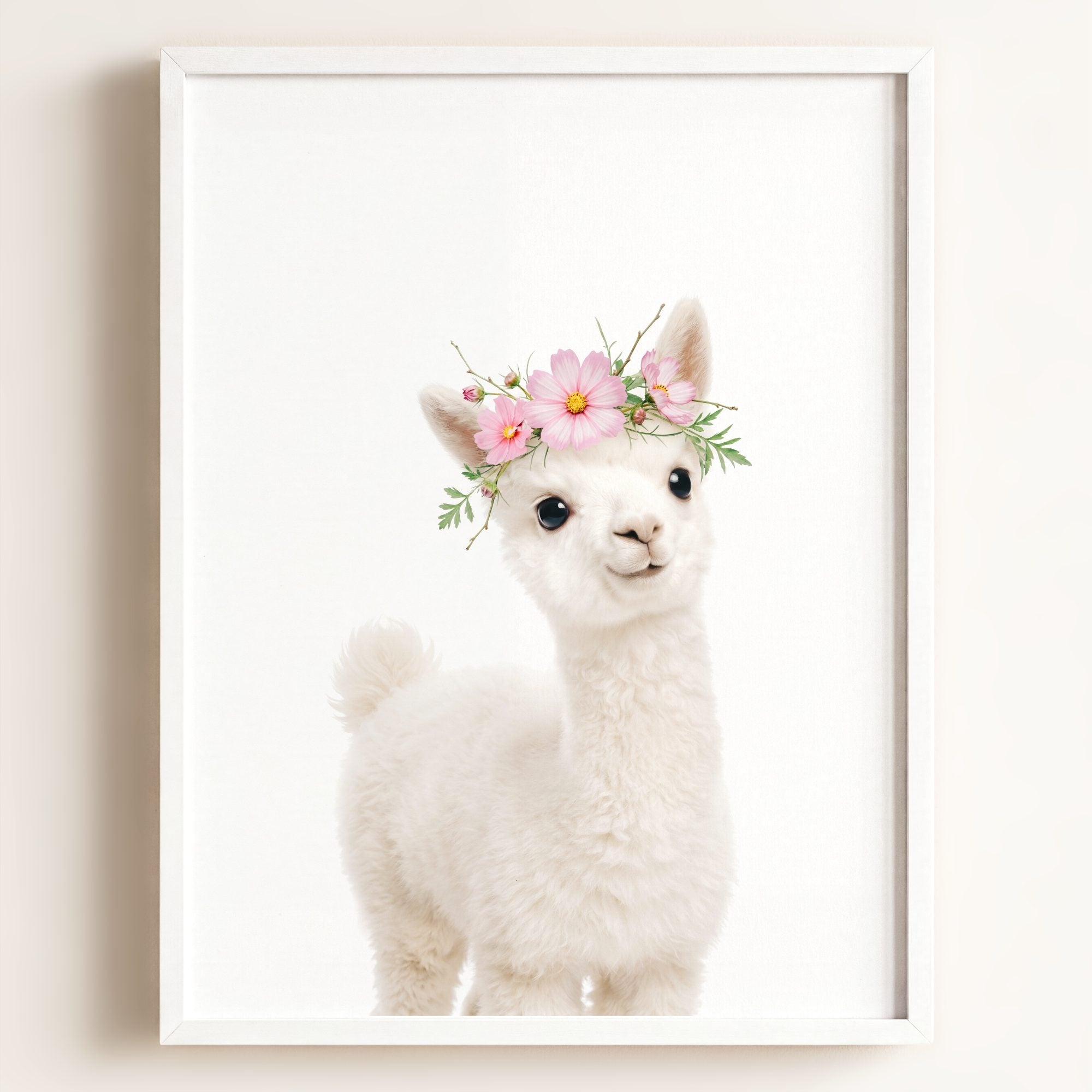 Baby Alpaca