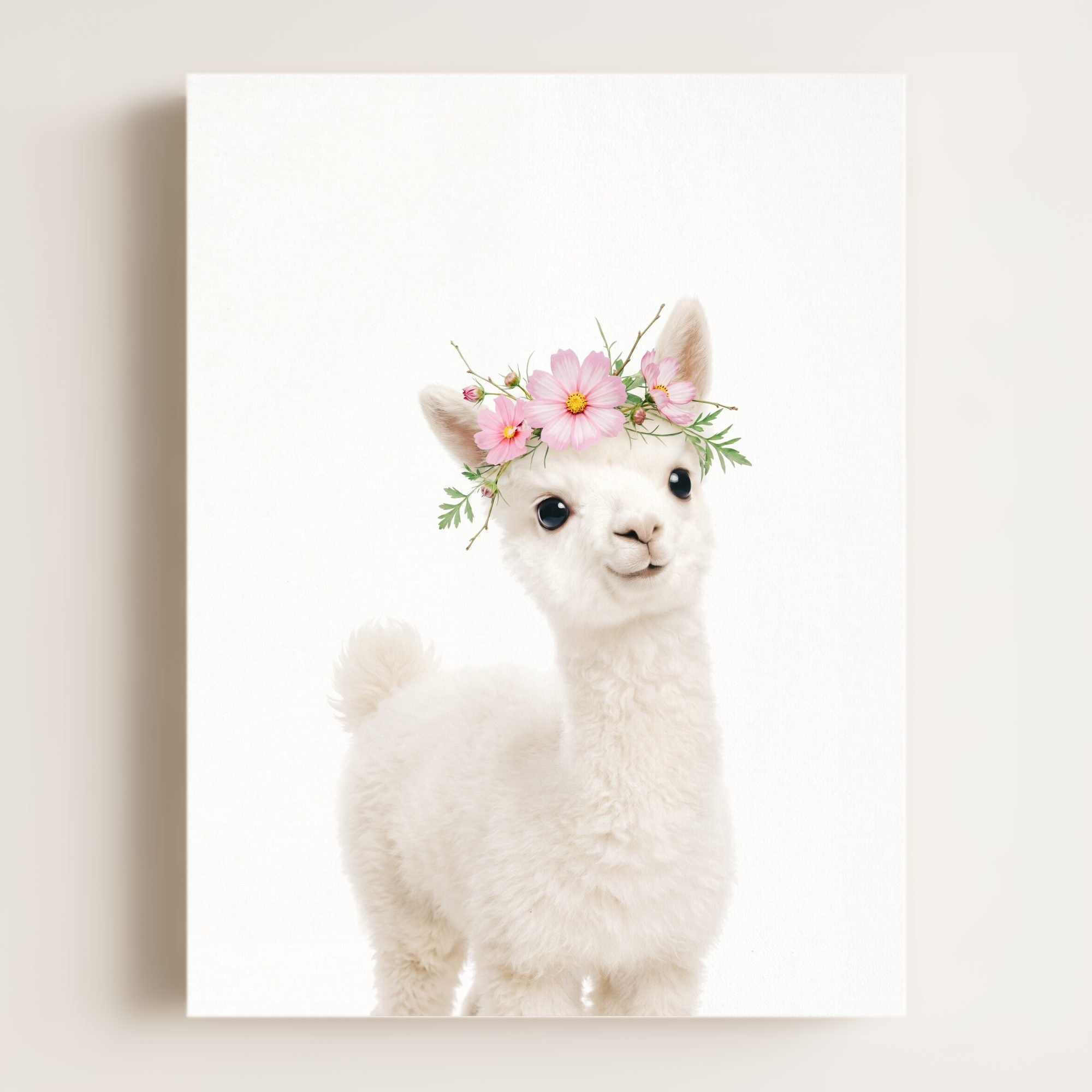 Baby Alpaca