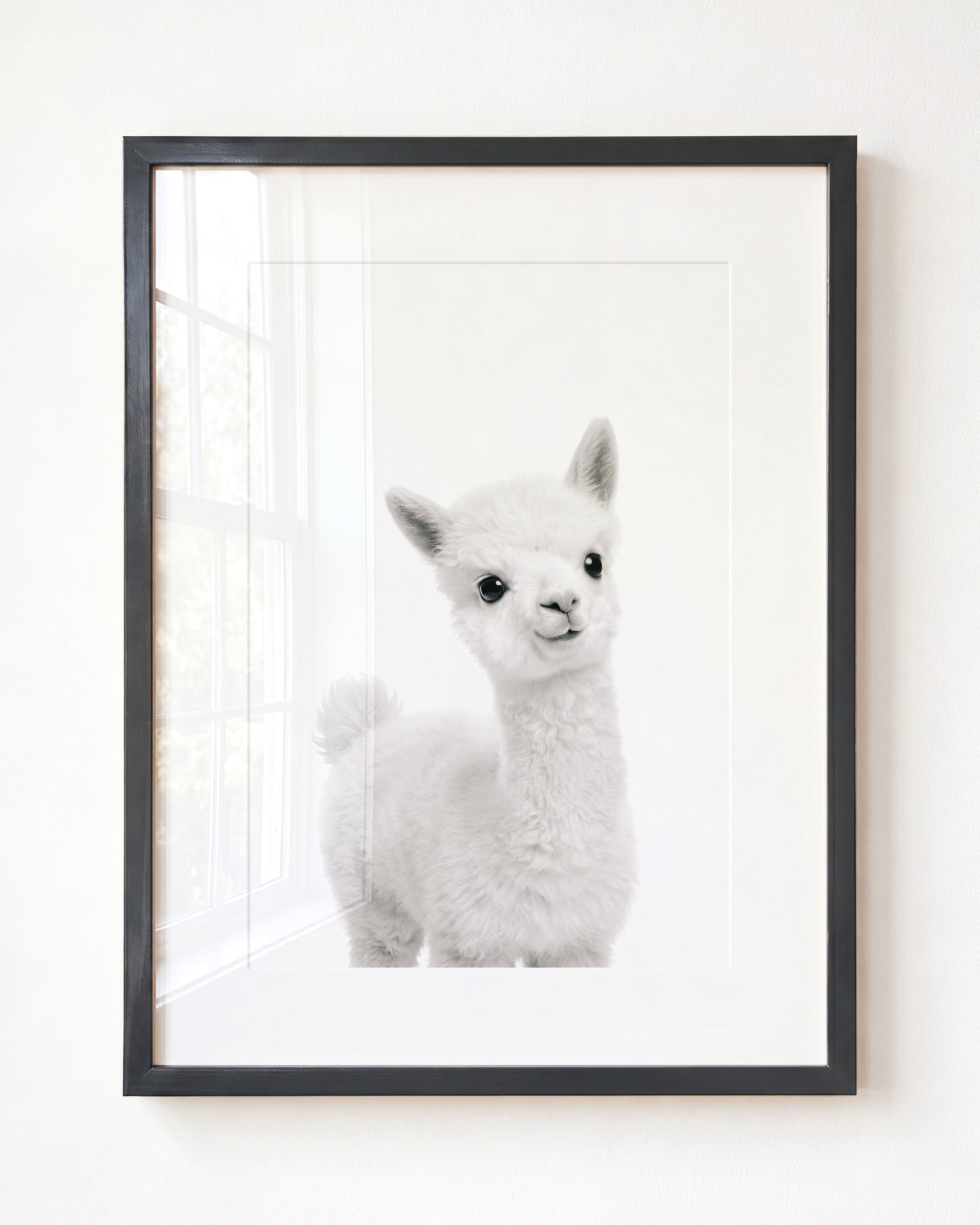 Baby Alpaca