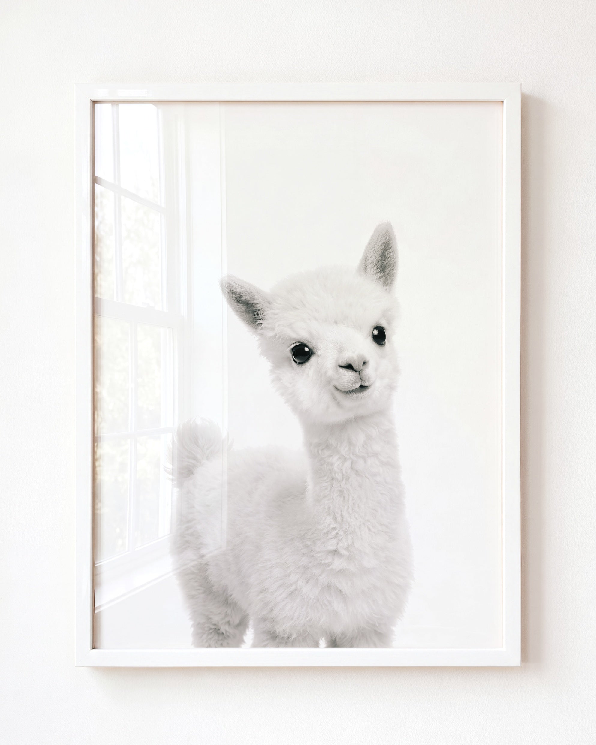 Baby Alpaca