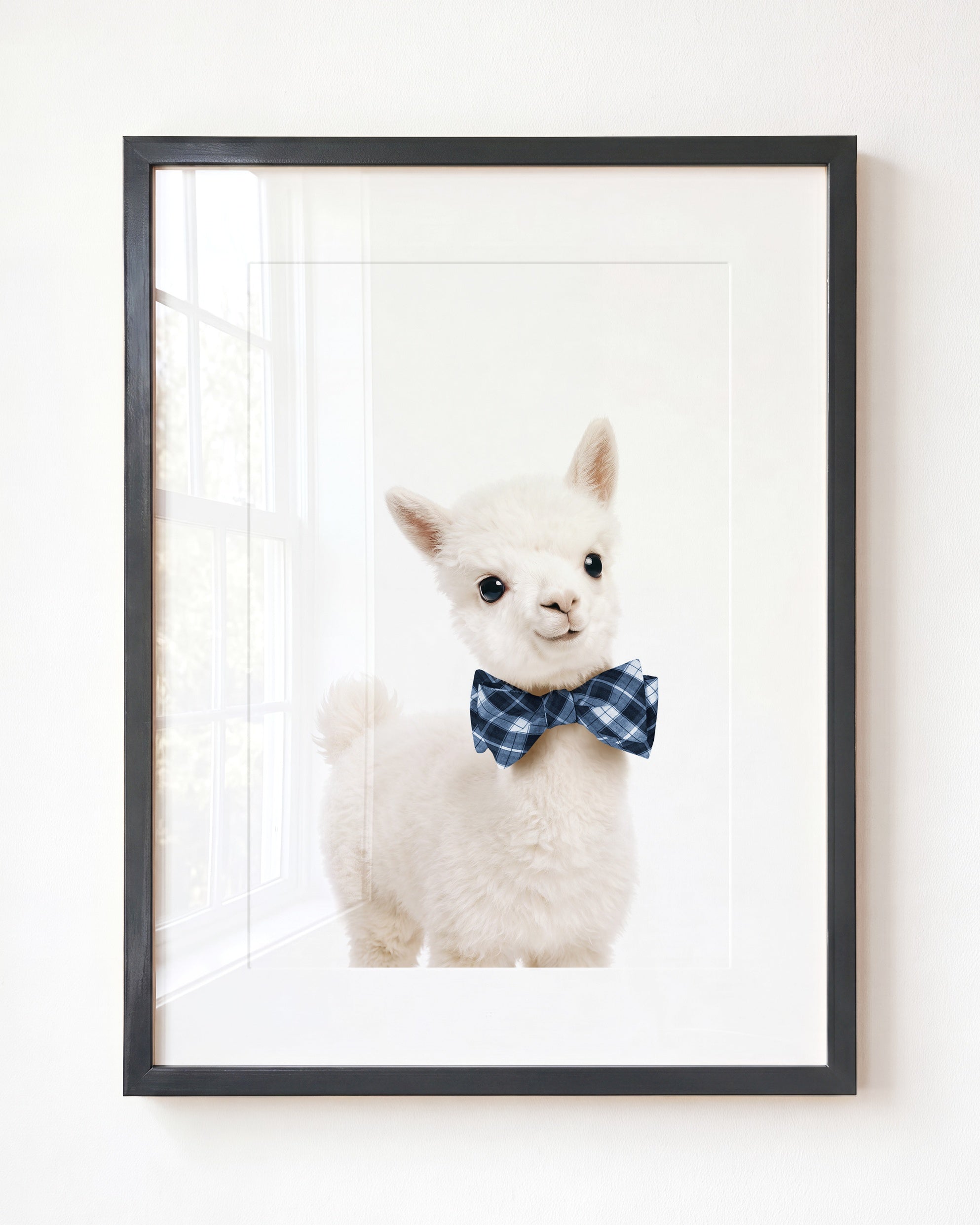 Baby Alpaca