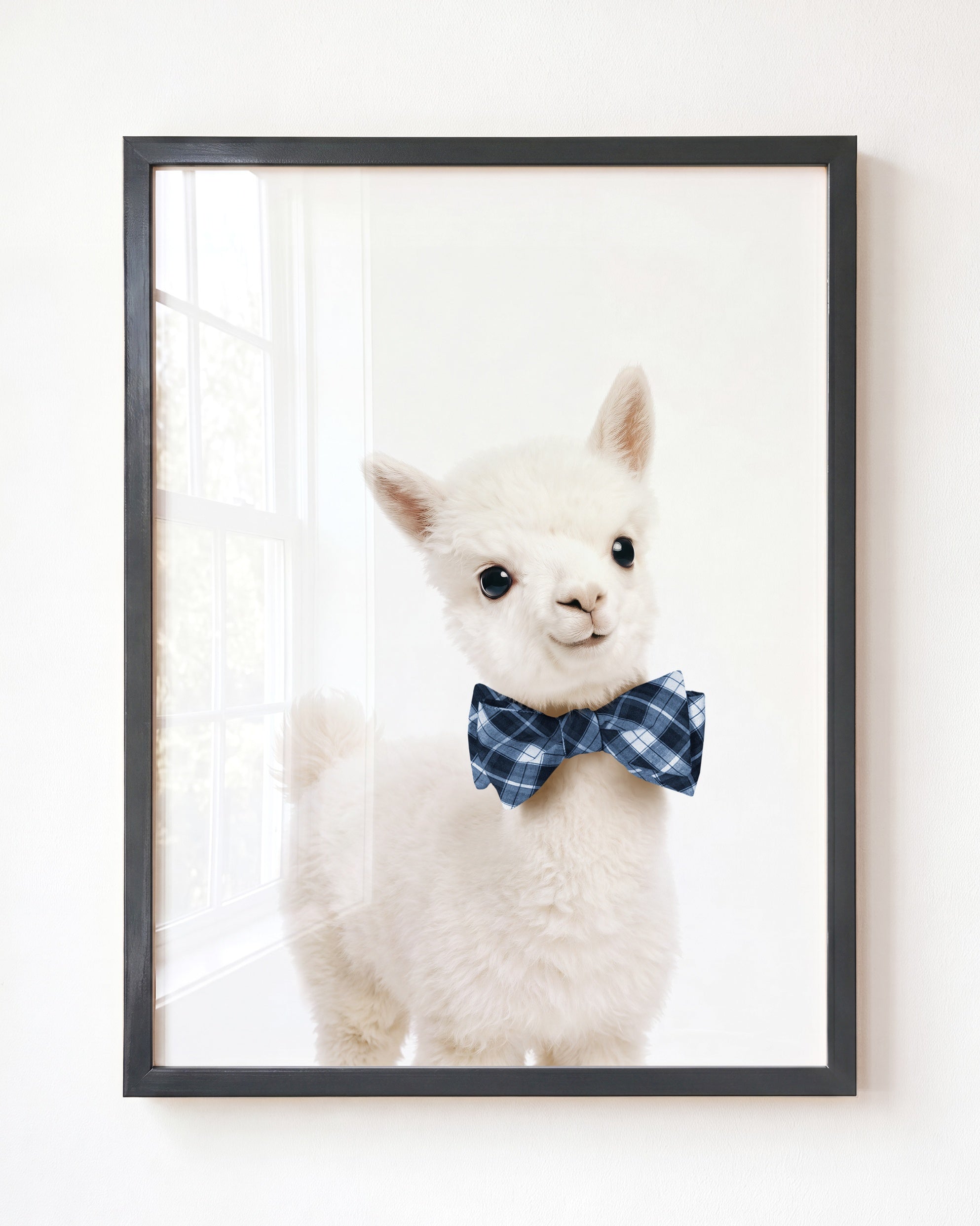 Baby Alpaca