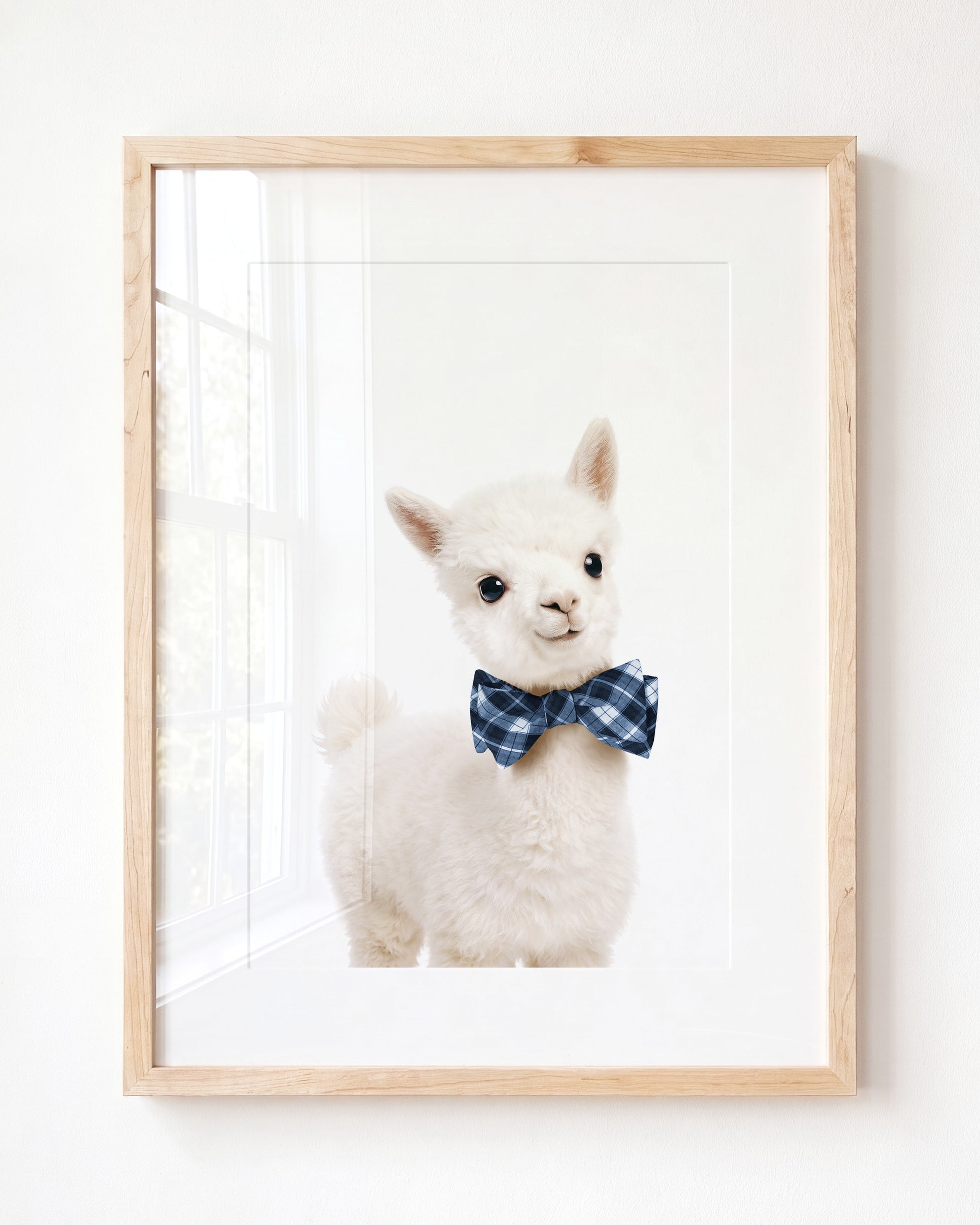 Baby Alpaca
