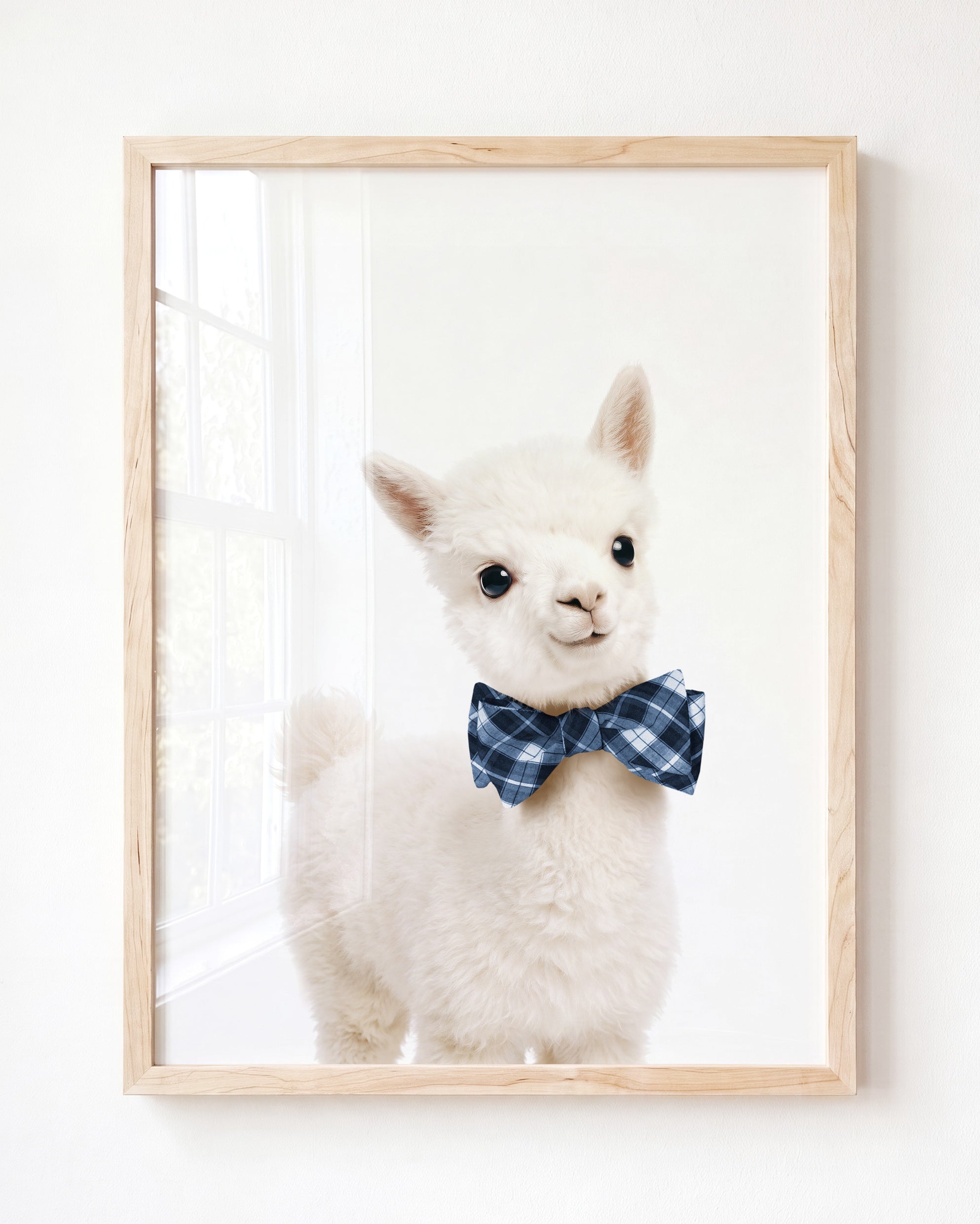 Baby Alpaca
