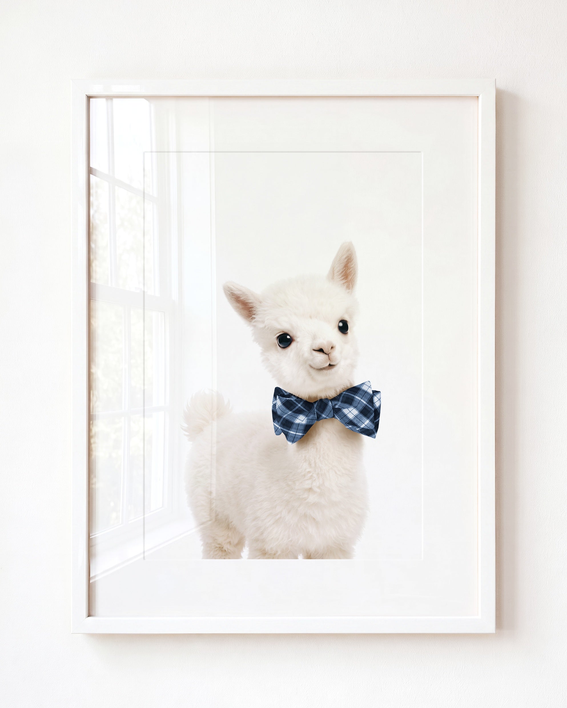 Baby Alpaca