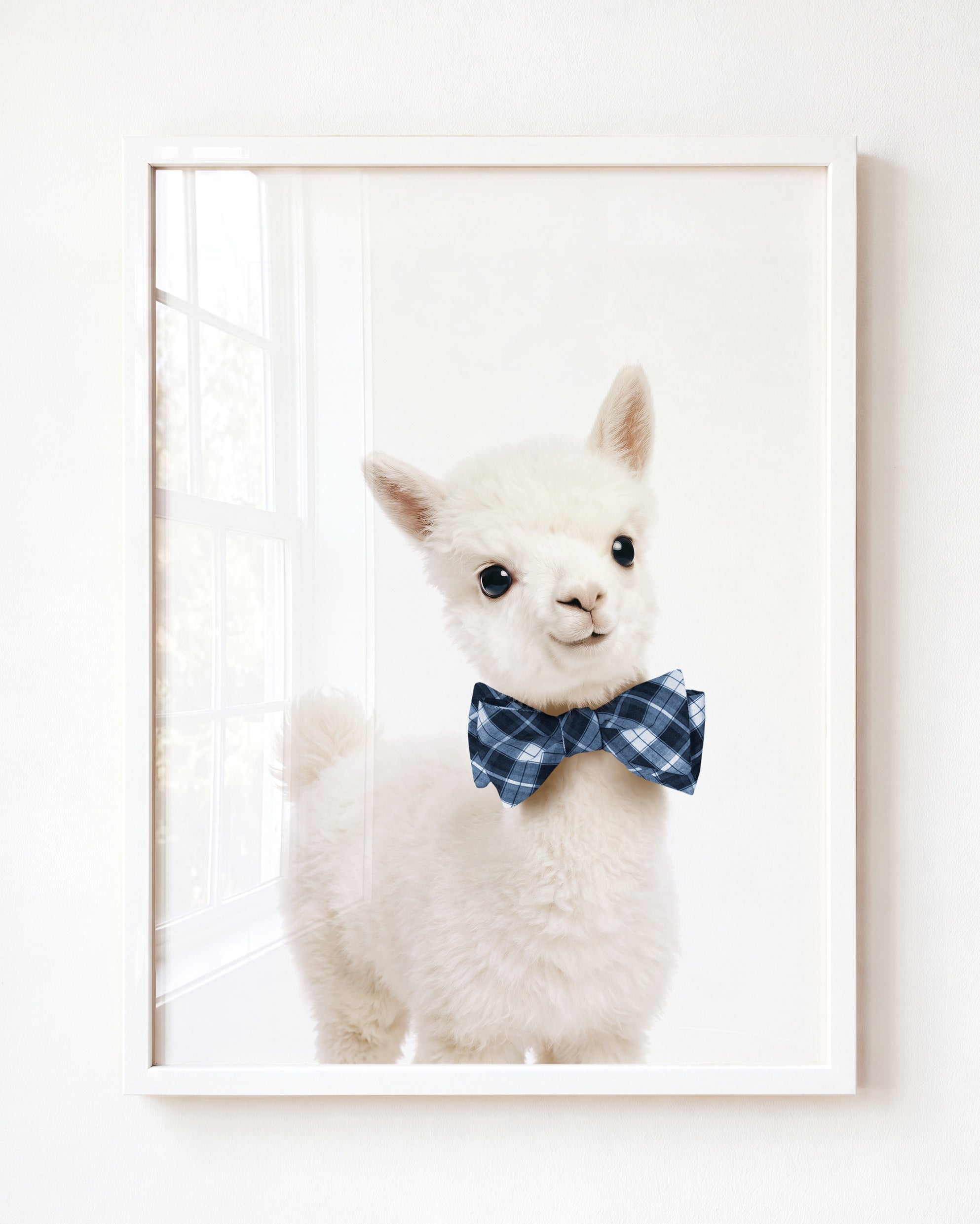 Baby Alpaca