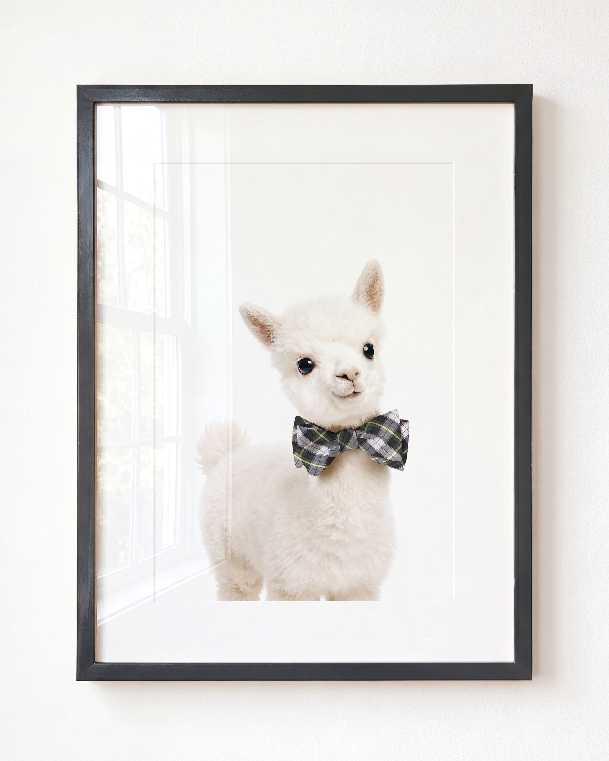 Baby Alpaca