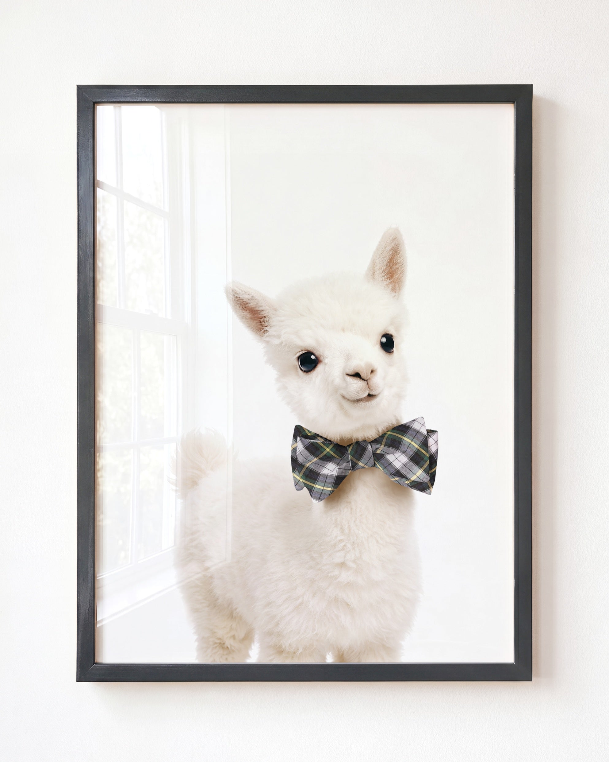 Baby Alpaca