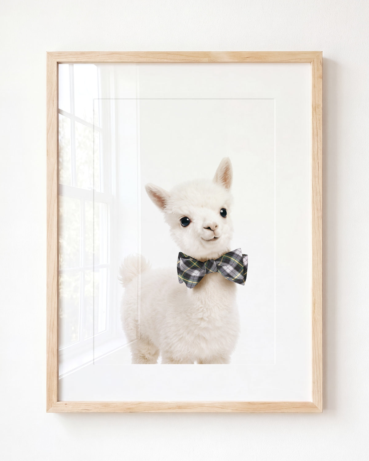 Baby Alpaca