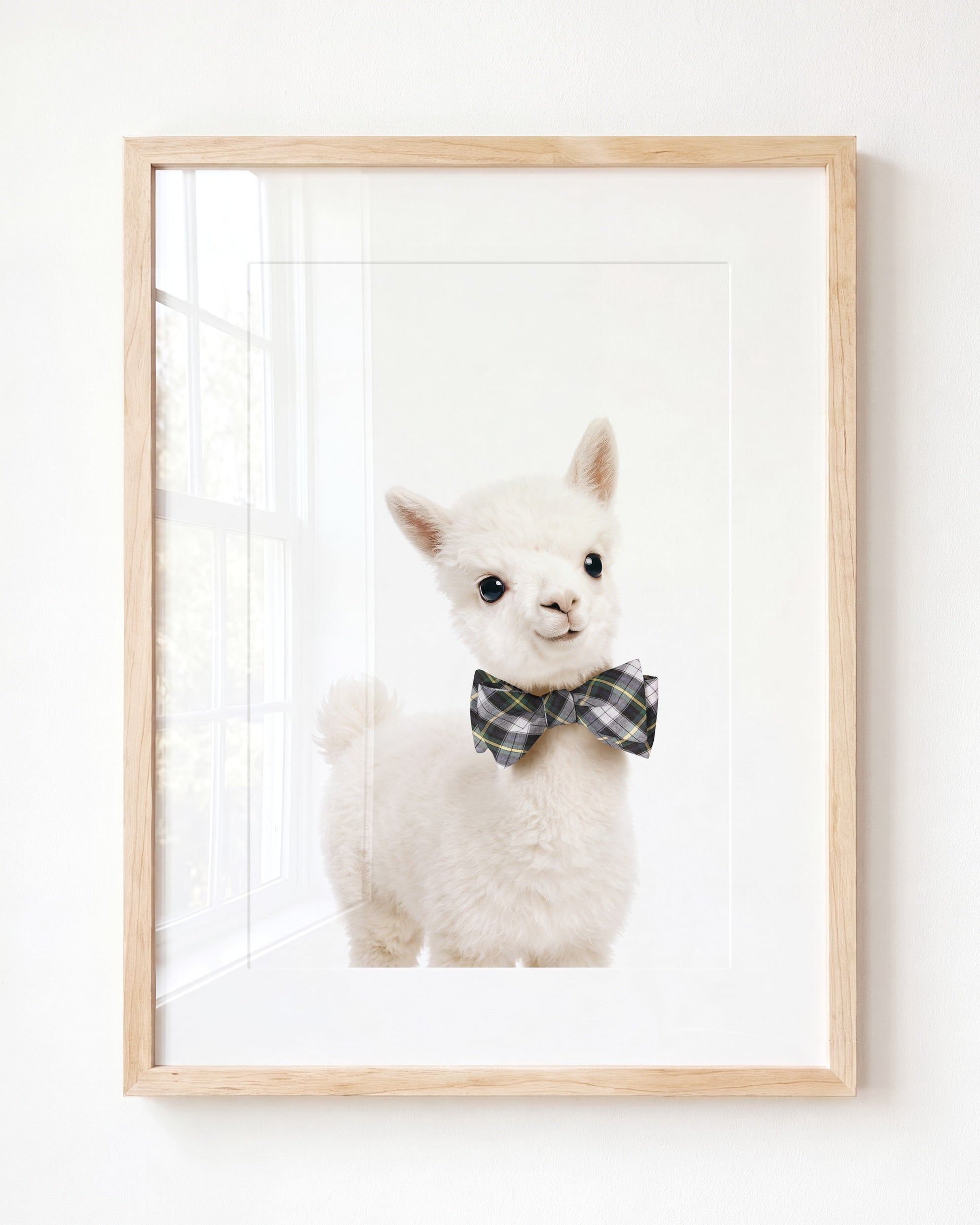 Baby Alpaca