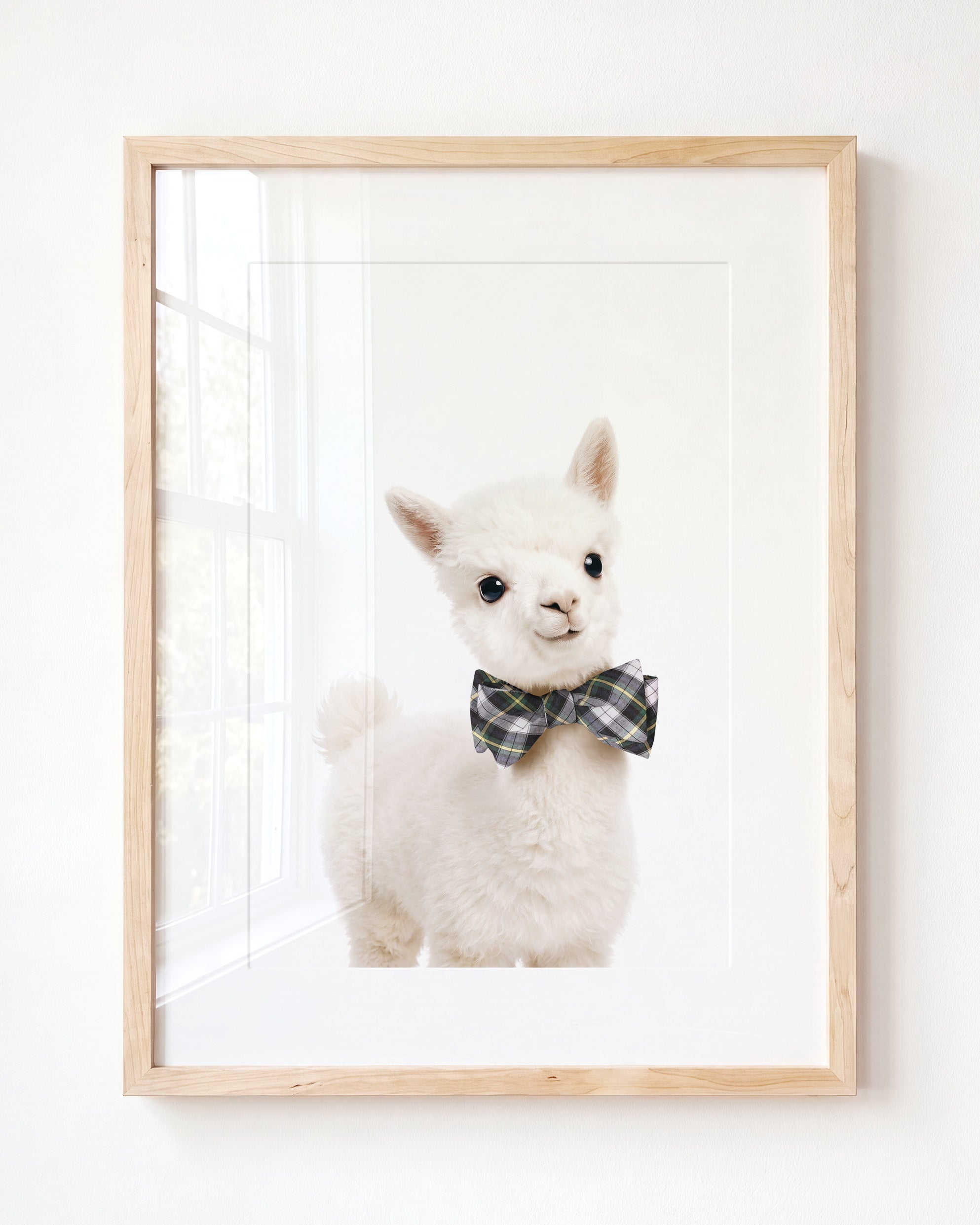 Baby Alpaca