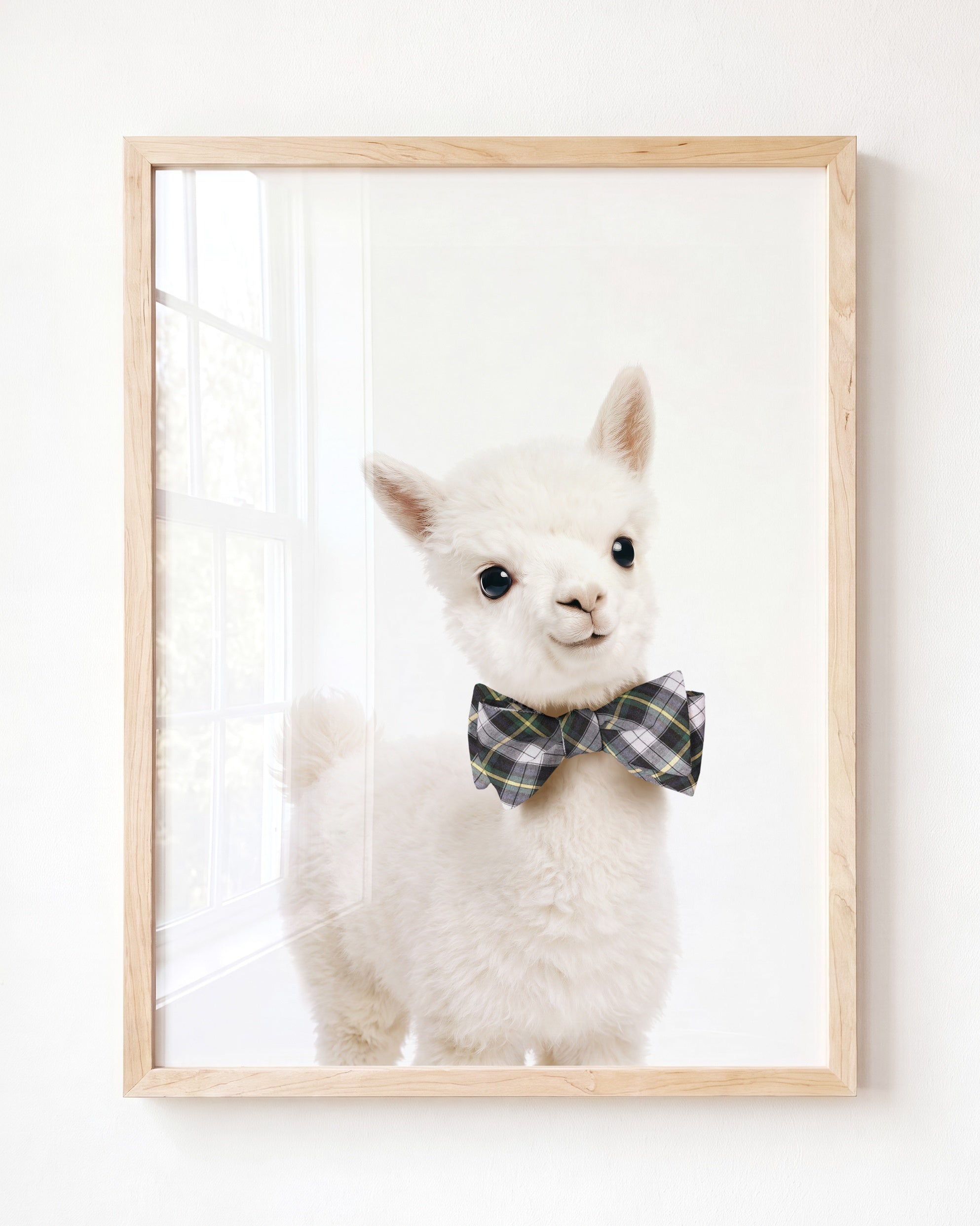Baby Alpaca