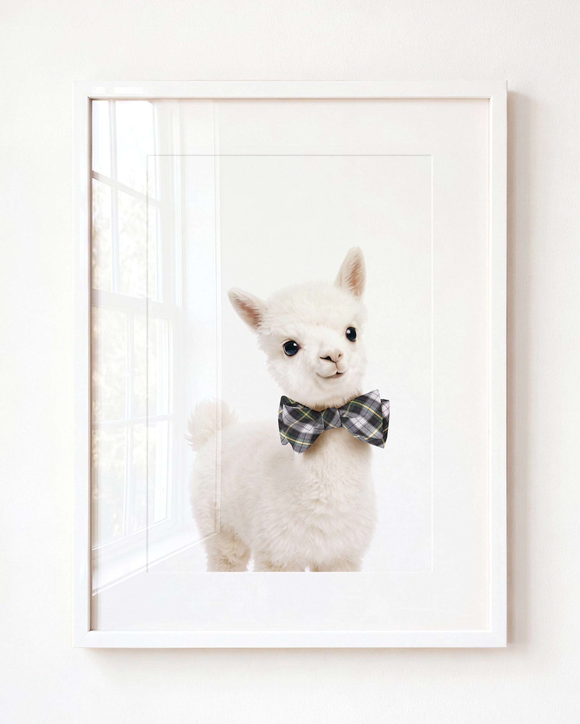 Baby Alpaca