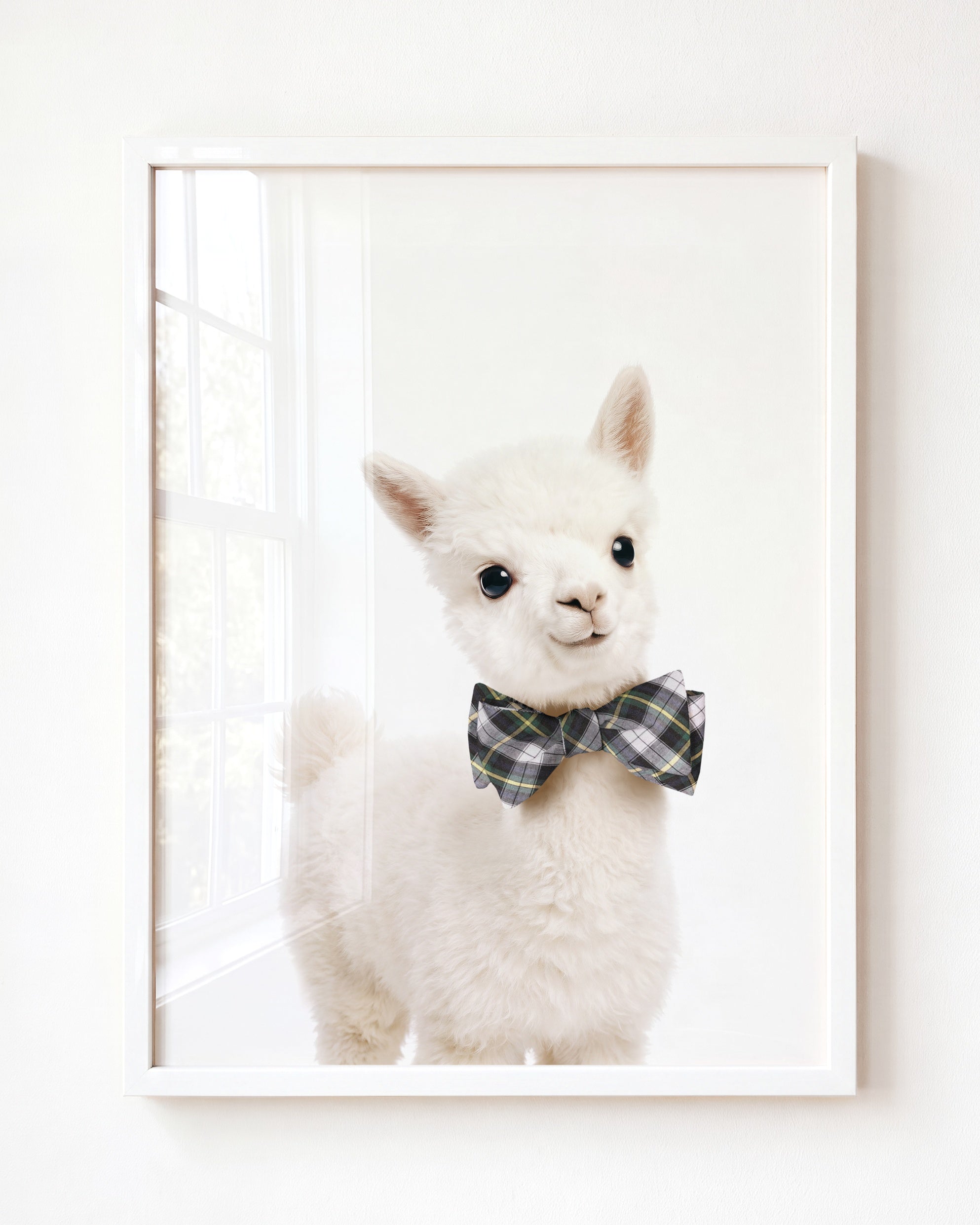 Baby Alpaca